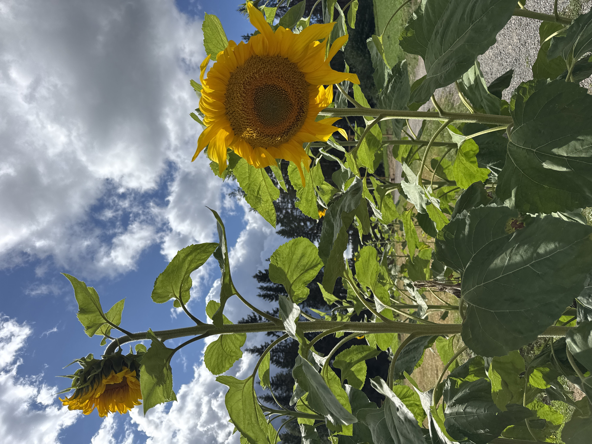 This is a close-up, eye-level outdoor shot of two sunflowers against a background of a blue sky with white and gray clouds, a line of dark green trees, and a gravel path. The sunflower on the right is in full bloom with a large, bright yellow head facing the viewer. Its stem is thick and covered in green leaves. The sunflower on the left is partially closed, with its yellow petals peeking out from under a protective green casing. Its stem is also thick and leafy. In the background, the trees form a dense forest line. The gravel path runs along the right side of the image. The scene appears to be in a natural setting, possibly a field or garden. There are no people or animals visible in the image. The lighting suggests it is daytime, with the sun illuminating the sunflowers. There is no information provided about the location being in the city of Khankanmyaki, Russia.