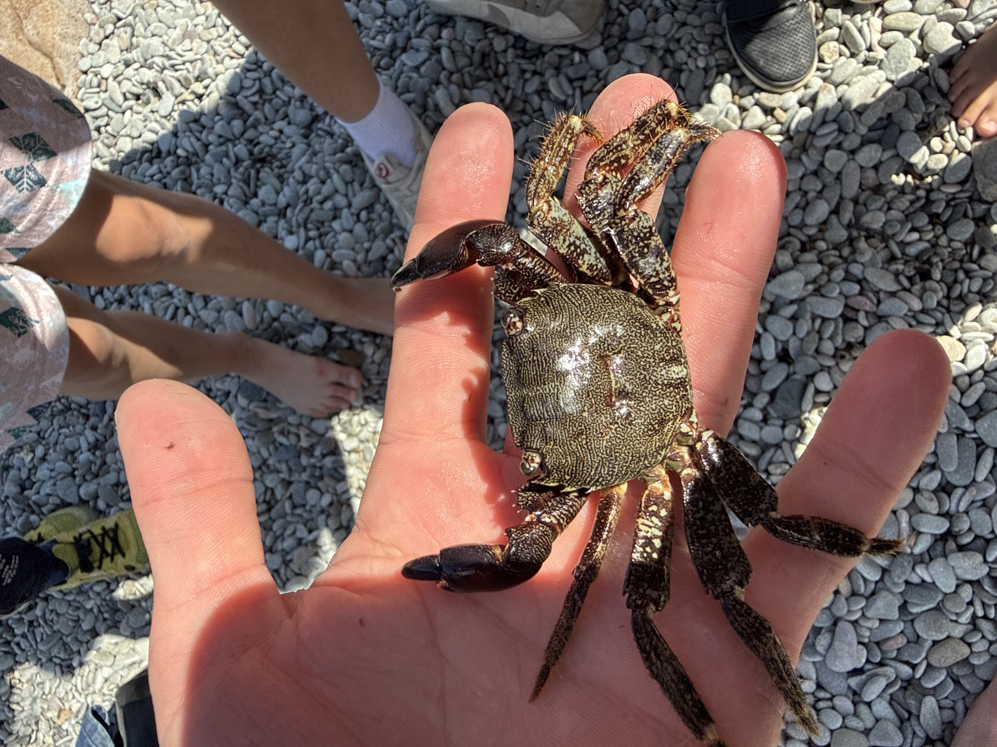 A medium, eye-level shot shows a crab in a person’s hand, on a rocky beach in an outdoor environment. The crab has a gray and brown patterned shell, two dark-colored claws, and long, slender legs with brown and black markings. The person holding the crab has fair skin and their hand is turned upwards, palm-open, to display the crab. The backdrop is a pebble beach with small, smooth, light gray stones covering the ground. Parts of legs and feet of people are seen around the scene and wearing various types of foot and leg wear.