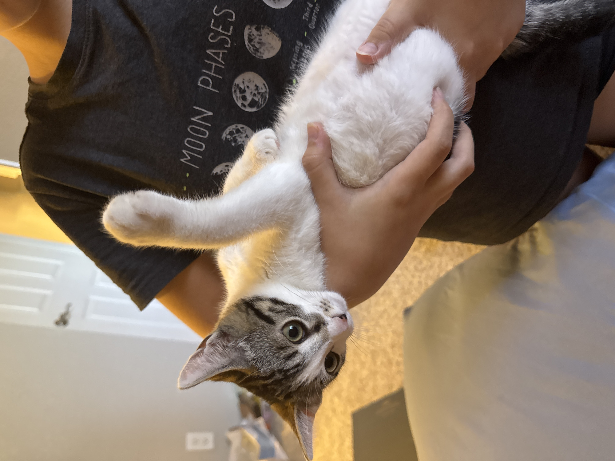 An individual wearing a dark grey t-shirt with "MOON PHASES" and depictions of moon phases printed on it holds a kitten. The kitten, primarily white with grey tabby markings on its head, back, and tail, is being cradled in the individual's arms. The kitten's head is turned towards the camera, and its eyes are open. One of its front paws is raised. The background shows a light-colored wall, a door with a doorknob, a power outlet on the wall, and a blurred carpeted floor. The scene appears to be indoors, in a residential setting. The image was taken in Citrus Heights, United States of America.