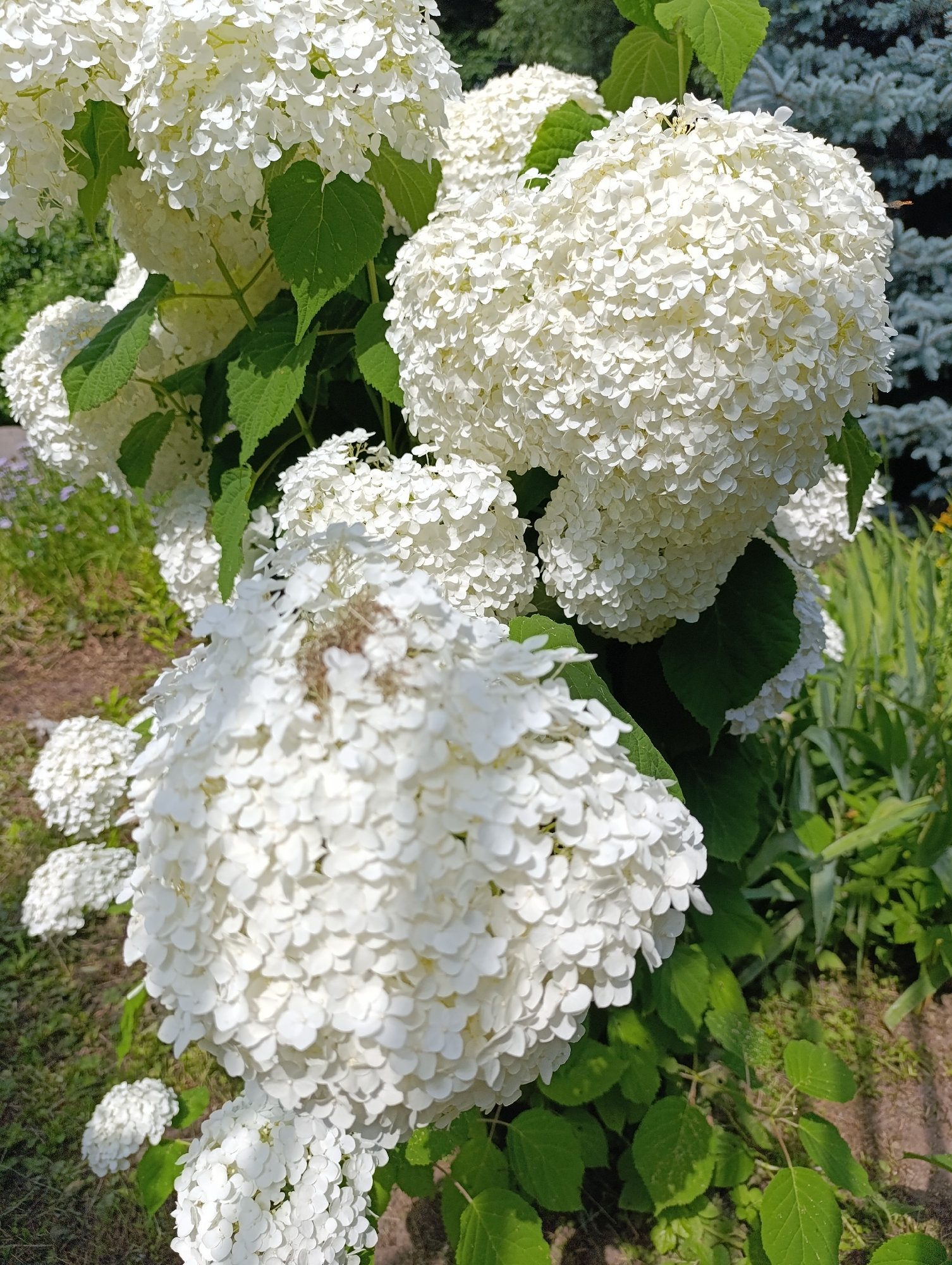 A medium shot captures a cluster of large, white hydrangeas in bloom. The hydrangeas, with their dense, spherical flower heads composed of numerous small petals, are the primary focus. Lush green leaves surround the blossoms, providing a vibrant contrast. In the background, blurred foliage and the soft blue-green needles of coniferous trees suggest a garden or park setting. The lighting indicates a bright, sunny day. The image was taken in Moscow, Russia.