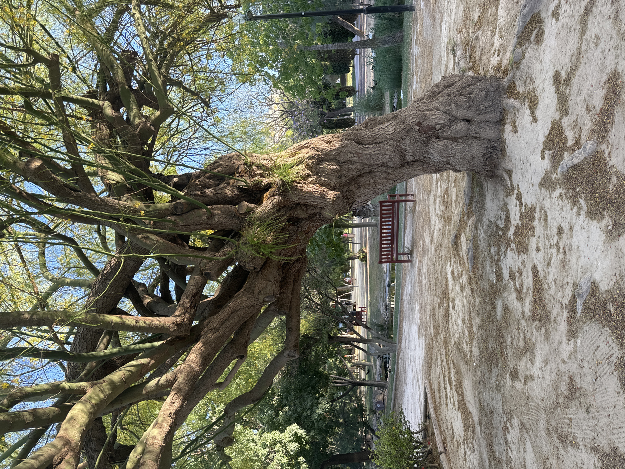 This is a medium-distance, eye-level, outdoor shot of a large, gnarled tree with thick, textured bark in a park. The tree's trunk leans to the right, and its branches spread out widely, obscuring much of the sky, which is a clear blue. Small yellow flowers are visible on some of the branches. In the background, there is a path with light-colored sand and scattered dry leaves. A red wooden bench is positioned on the path to the left of the tree. Beyond the bench, a small stream or pond with some greenery can be seen. Further in the background, other trees and a lamppost are visible. There are a few people in the distance, walking or sitting. The overall impression is of a serene park setting. This scene is consistent with various public green spaces in the city of Murcia, Spain, potentially within areas like the Jardín de la Seda or along the Segura River.