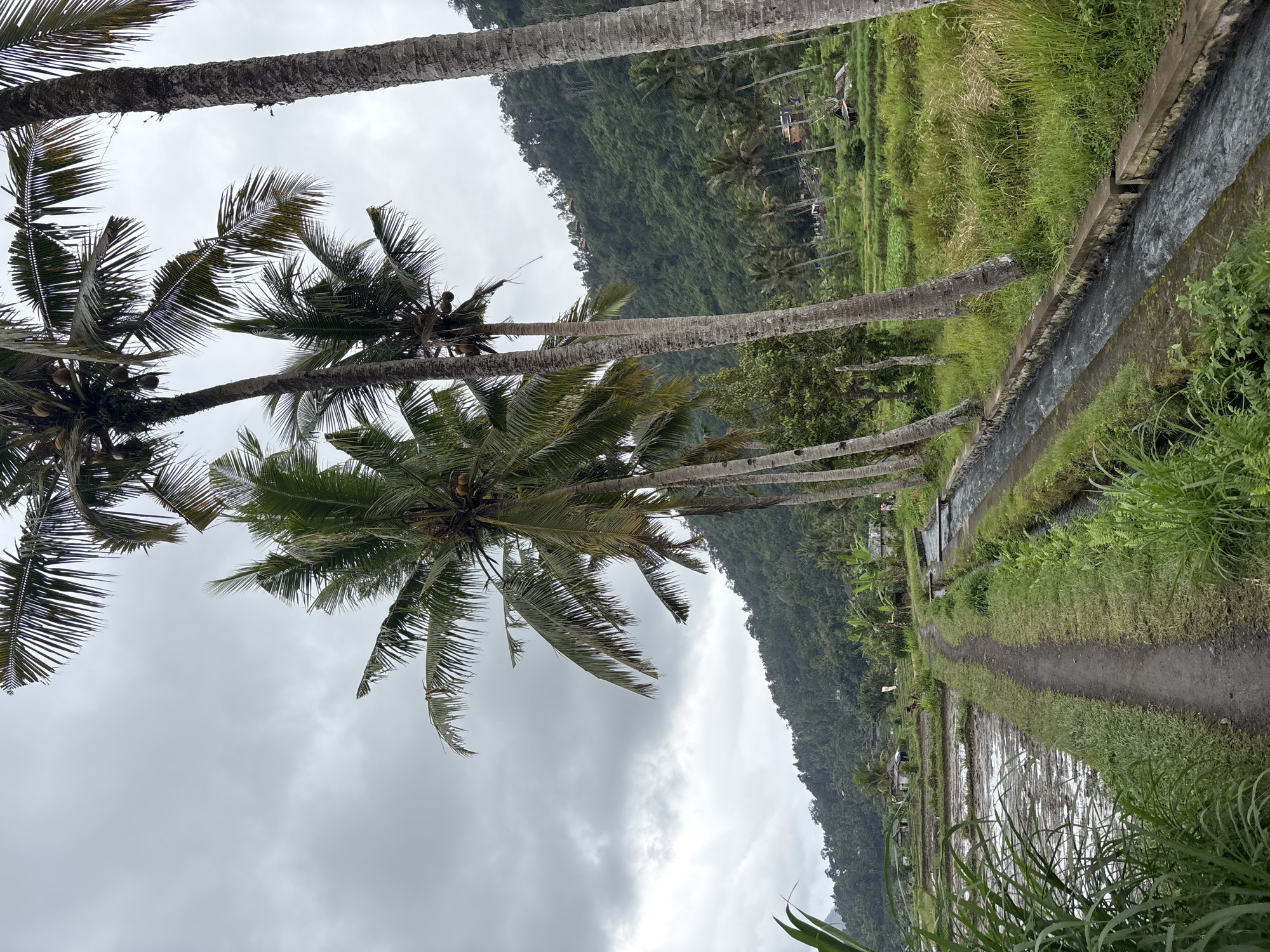 This image depicts a scenic pathway winding through lush rice paddies and a water channel in Sidemen, Indonesia. Tall, slender palm trees with their fronds reaching towards a cloudy, overcast sky flank the pathway and the water channel. The rice paddies, some of which appear freshly plowed and filled with muddy water, are interspersed with vibrant green grasses and vegetation. In the background, a verdant, tree-covered hillside rises, dotted with small structures and hints of red-tiled roofs. The scene is tranquil, with no people clearly visible in the foreground, though two figures can be seen in the middle ground near the water channel. The environment suggests a rural, agricultural setting characteristic of the Indonesian landscape.