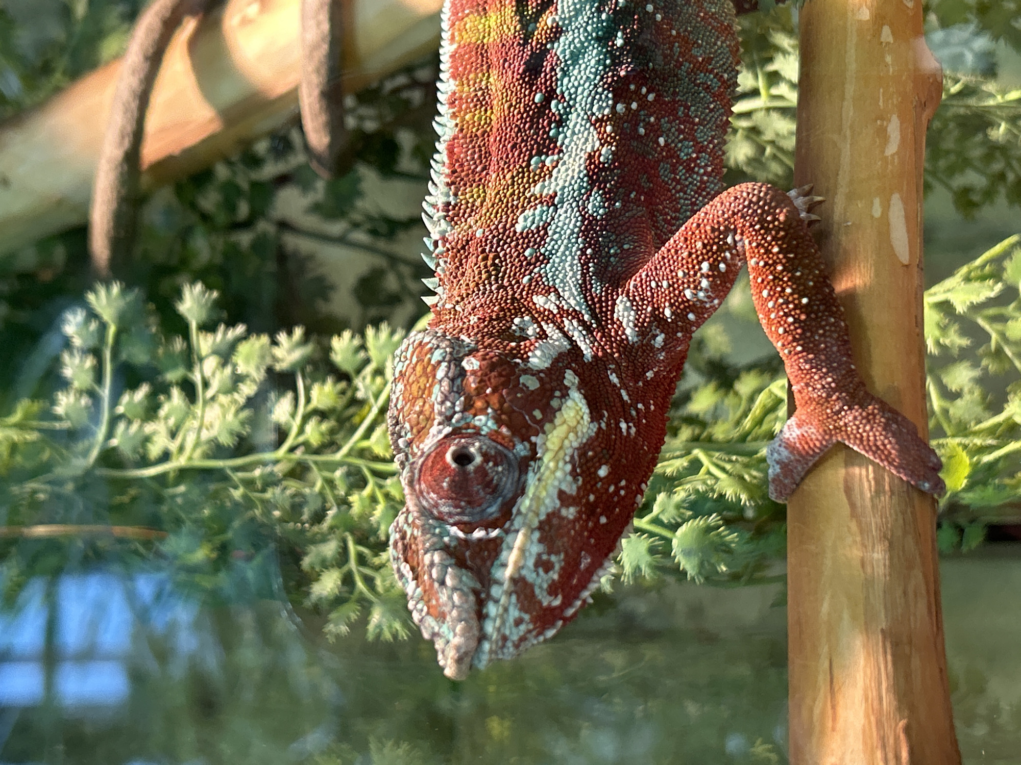 This is a close-up, eye-level, medium shot of a colorful chameleon perched on a branch. The chameleon has vibrant red, orange, yellow, and teal scales with white speckles. Its eye is large and prominent, facing left. The background consists of lush green foliage and a reflective surface, possibly glass. The lighting is bright, highlighting the chameleon's intricate textures and patterns. There is no discernible location in Yekaterinburg, Russia, as the scene appears to be in an indoor enclosure.