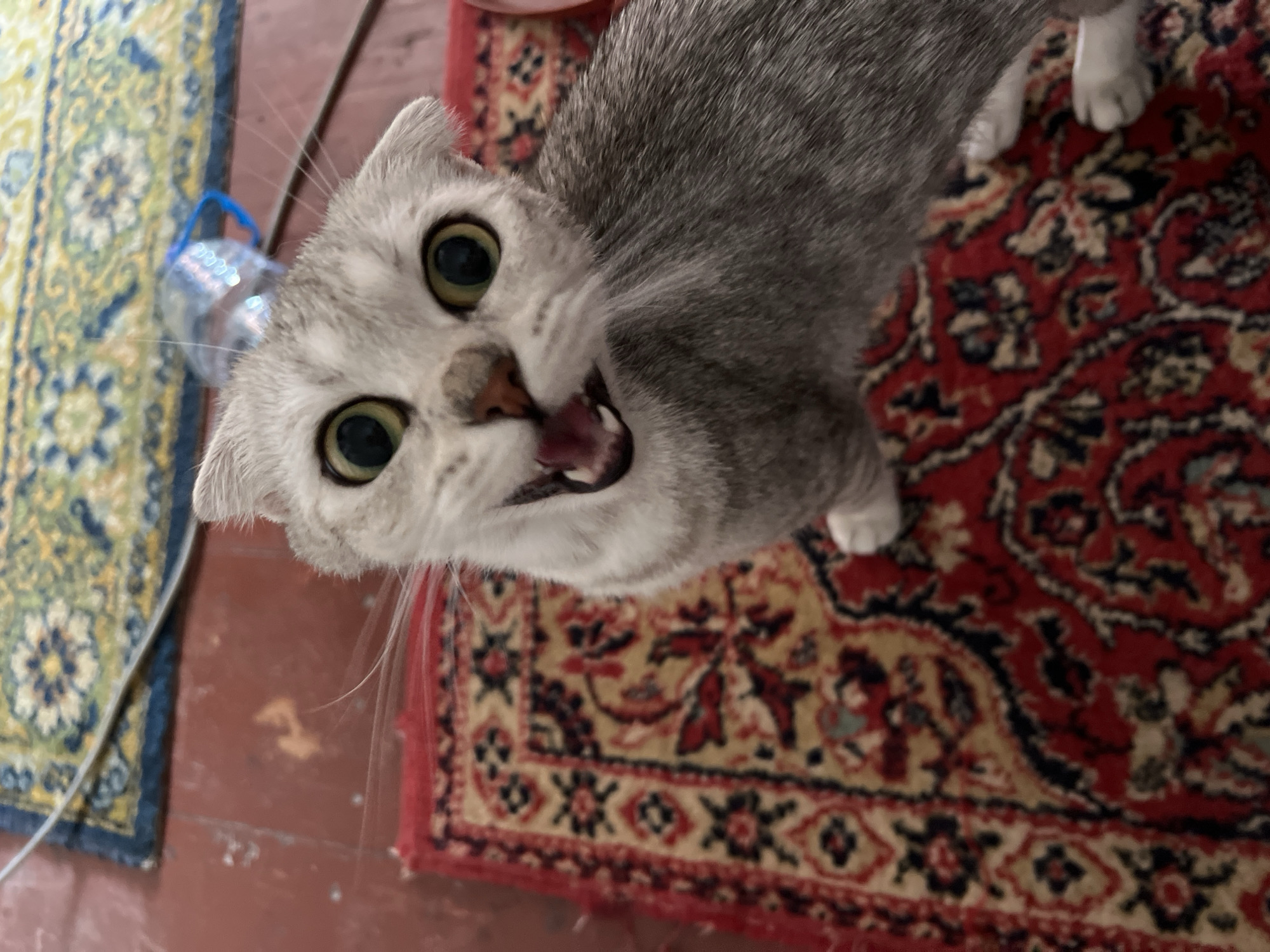 A close-up shot captures a Scottish Fold cat with wide, alert eyes and an open mouth, appearing to meow or vocalize. The cat has silver and gray fur with black tabby markings. It is positioned on a red Persian rug with intricate patterns in yellow, black, and red. In the background, a portion of a blue and green patterned rug is visible, along with a red floor and a plastic bottle. The scene appears to be indoors, possibly a living room. The cat's ears are folded back.