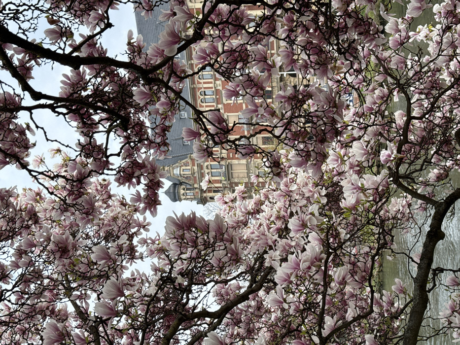 The image displays a dense canopy of flowering magnolia branches, predominantly in shades of pink and white, occupying the majority of the frame from foreground to midground. The branches and blossoms partially obscure the background. Through gaps in the foliage, a body of water, likely a river or canal, with a slightly rippled surface, is visible at the bottom of the image. Above the water and behind the tree, a multi-story building with a red brick facade and a dark gray mansard roof is visible. The building features numerous rectangular windows and a distinctive corner turret with a conical roof on its left side. The architectural style suggests late 19th or early 20th-century construction. The sky above is overcast and light gray. There are no individuals, discernible actions, or interactions depicted in the scene. The location is the **Quai Mullenheim, in the Neustadt district of Strasbourg, France**, specifically along the Fossé du Faux-Rempart (a branch of the Ill River), facing buildings characteristic of the German Quarter.