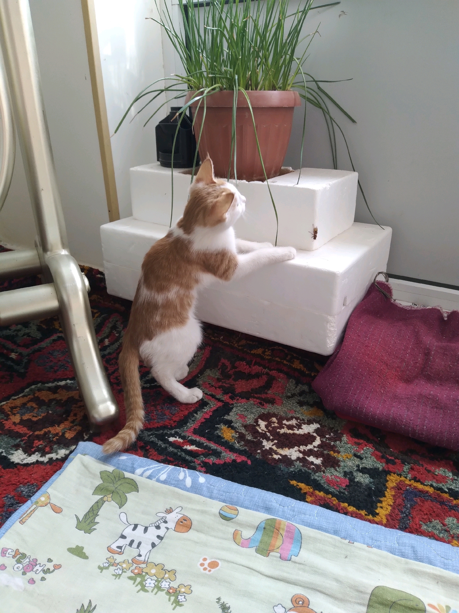 An orange and white cat stands on its hind legs, looking at a cockroach on a white styrofoam block. The cat is in the foreground, to the left of center. The cockroach is on a higher styrofoam block, to the right of the cat. The blocks are stacked and sit next to a potted plant. The scene is on a colorful rug. A metal chair leg is visible to the left of the cat. The background is a plain, light-colored wall and window. This scene is located in an interior space, possibly a home, in the city of Baki, Uzbekistan.