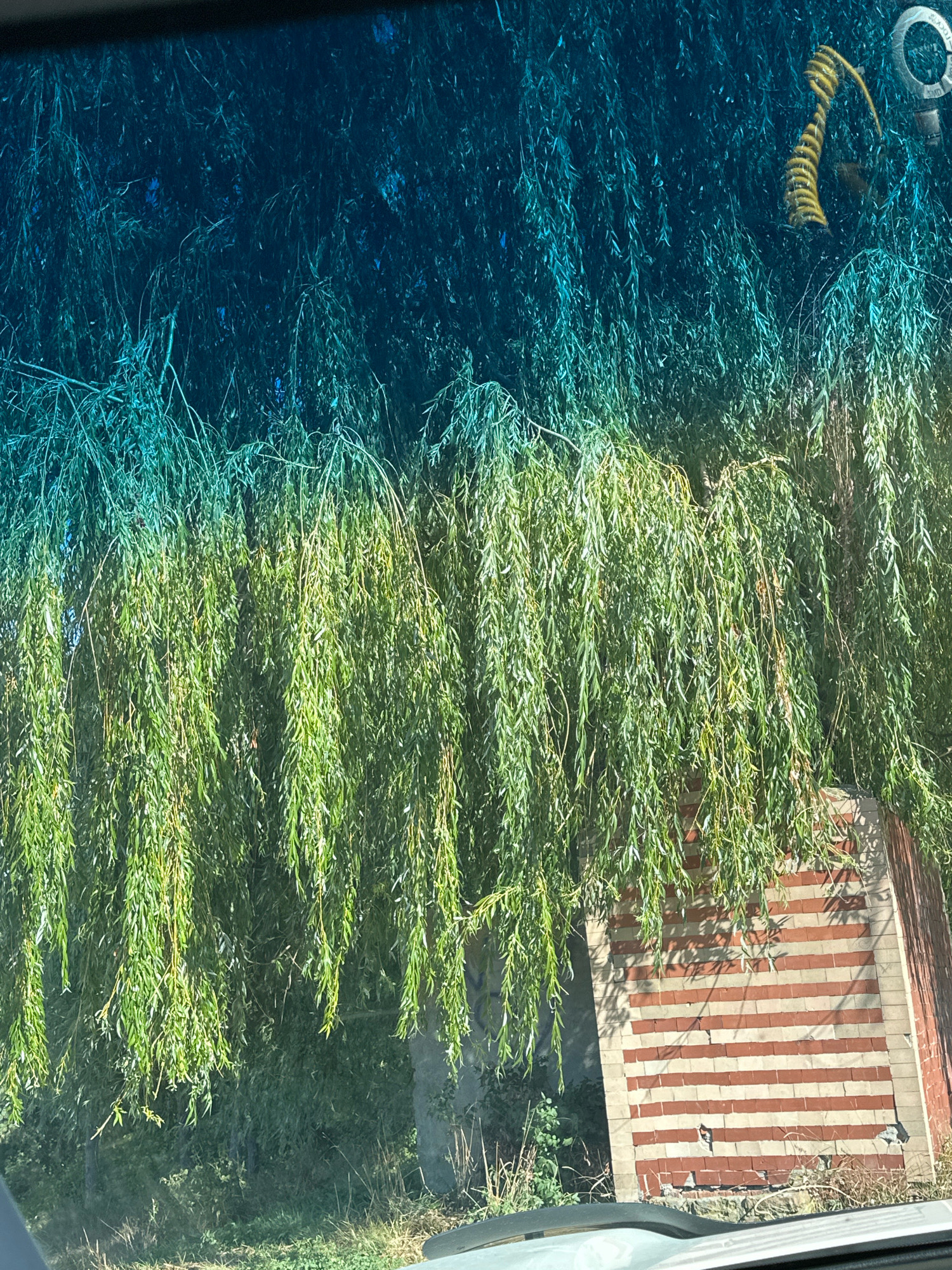 In Makiv, Ukraine, a weeping willow tree with long, drooping branches obscures a partially visible brick structure. The tree's foliage, a vibrant green in the lower half of the image, transitions to a deep blue hue in the upper section, suggesting either twilight or a filter effect on the sky. A yellow, coiled object, possibly a cord or spring, hangs from the tree on the right side, near a circular object with text on it. The brick structure features alternating horizontal bands of red and lighter-colored bricks. Some of the bricks appear to be missing or damaged, with some rubble visible at the base. The ground beneath the tree is covered in dry grass and vegetation. The image appears to be taken from inside a vehicle, with a portion of the dashboard visible at the bottom.