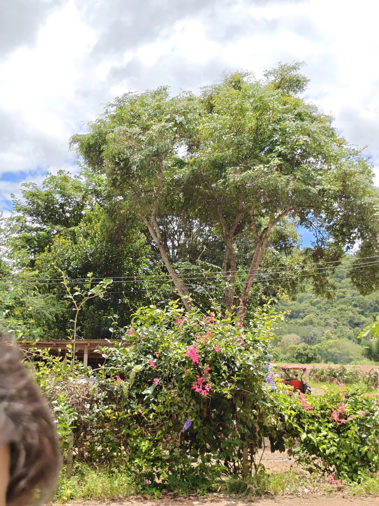 An outdoor shot shows a lush green landscape under a partly cloudy sky. A large tree with a leafy canopy dominates the center of the frame, with its branches reaching upwards and outwards. In the foreground, there is dense green foliage with small pink and purple flowers. Behind the foliage, a simple wooden structure with a corrugated roof is visible. Further in the background, a red tractor is parked in a field. The scene appears to be set in a rural area, likely on the outskirts of Mu Si, Thailand, characterized by its natural beauty and agricultural elements. There are no people visible in the image.