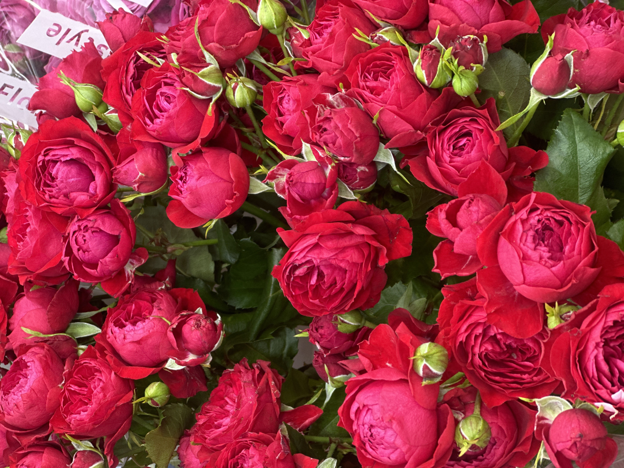 A high-angle, close-up shot showcases a dense cluster of dark red roses and buds, accented by green leaves. The roses vary in size, from fully open blossoms to tightly closed buds. A tag with text is partially visible in the upper left corner. There is no evidence to suggest the location is Surgut, Russia.