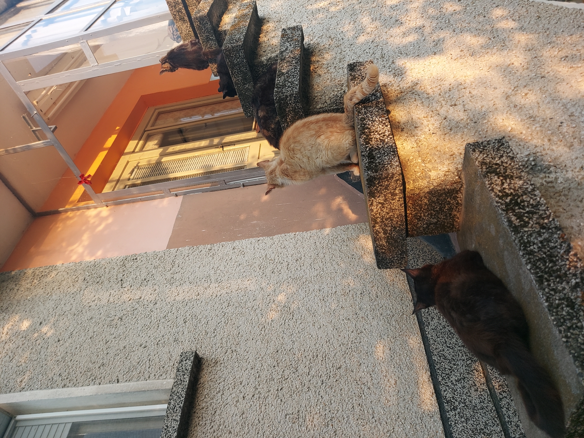 In the city of Blagoevo, Bulgaria, a group of five cats are resting on outdoor concrete stairs bathed in the warm glow of the setting sun. A dark-furred cat is positioned on the lowest step, facing away from the camera. Further up the stairs, an orange tabby cat sits facing left, its tail extended. Behind it, several other cats, mostly dark-furred, are resting or grooming on the steps. The building facade behind the stairs is textured and painted in shades of beige and orange. Sunlight creates dappled shadows on the wall and steps. A glass-enclosed porch structure is visible above the cats, with a small red ribbon tied to a metal bar. The overall scene depicts a quiet, domestic moment with the animals enjoying the evening light on a residential exterior.
