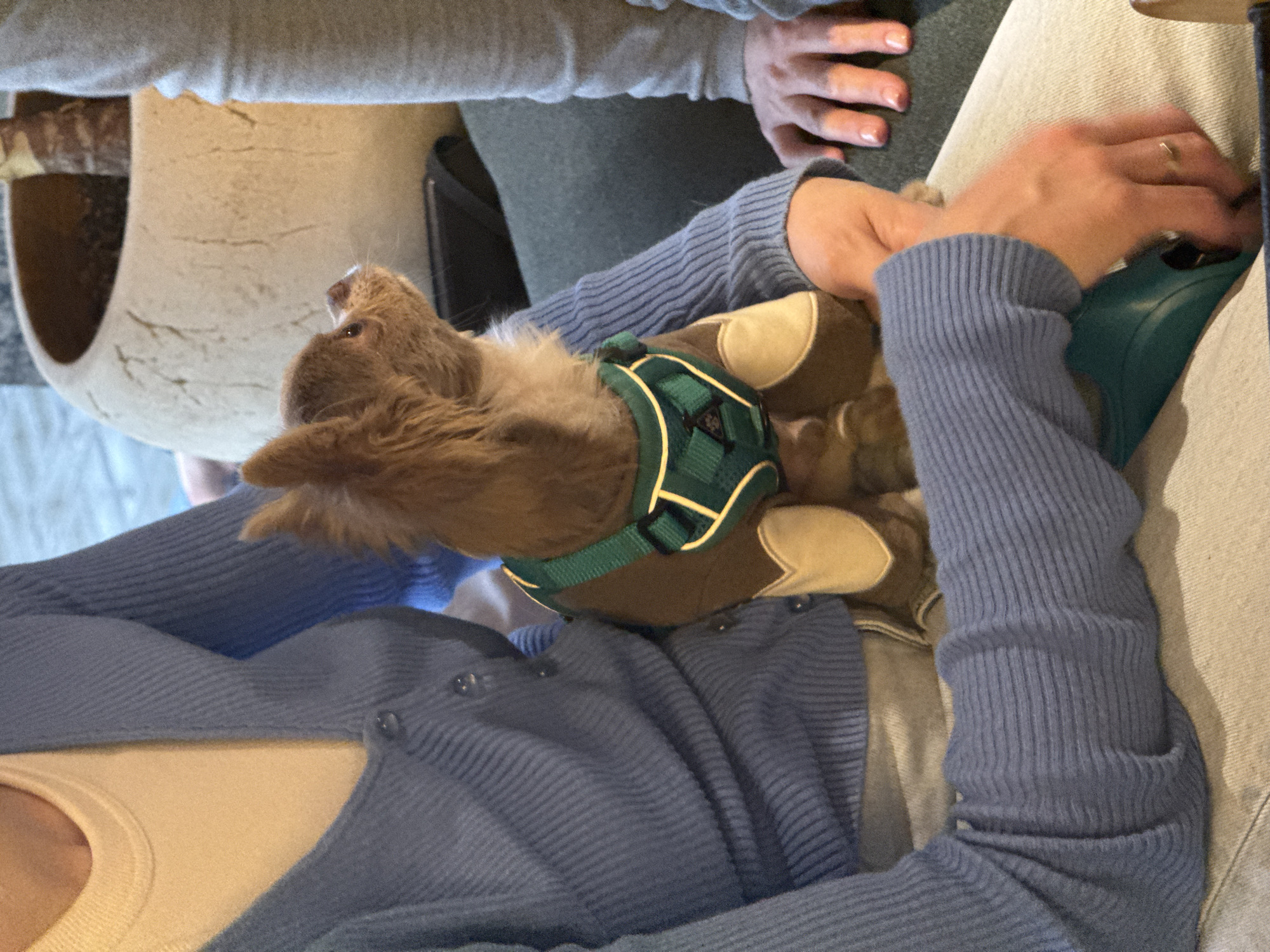 A light brown dog wearing a green harness lies on a woman's lap, who is seated and wearing a blue cardigan and light-colored jeans. Another person's hand is visible in the upper right corner, and part of a beige cylindrical object is visible to the left. A possible cell phone is visible in the woman's right hand. The location is not identifiable as Kazan, Russia, from the visual information.