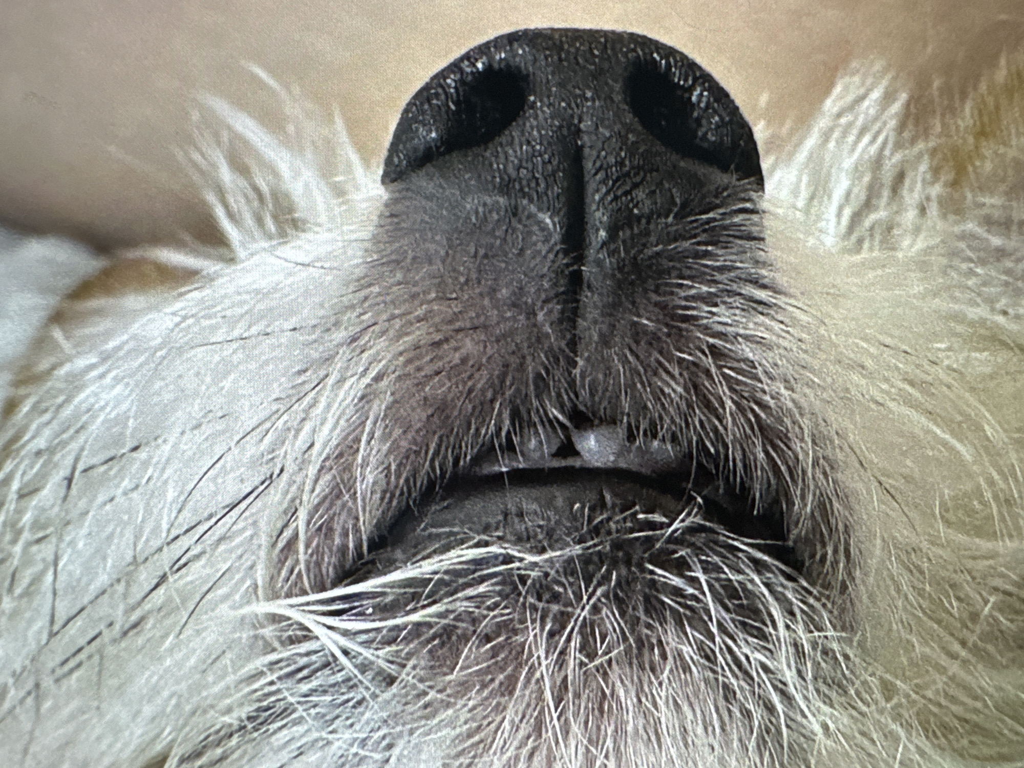 A close-up, overhead shot of a dog's nose and surrounding fur. The dog's nose is dark black with textured nostrils. The fur is a mix of light grey and white, with some darker hairs scattered throughout. The background is a soft, out-of-focus beige color. The image is well-lit, highlighting the details of the dog's features.