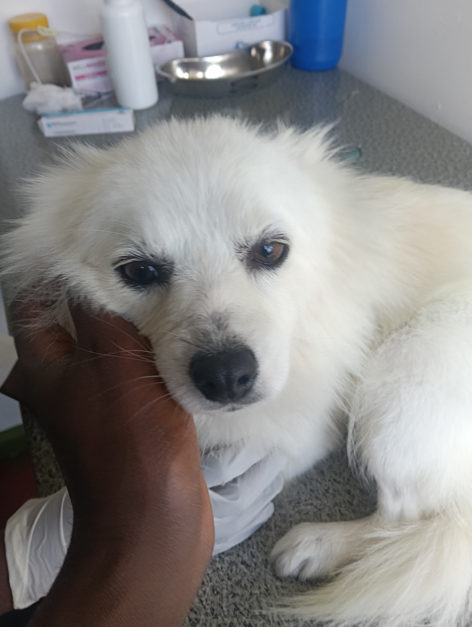 A white, long-haired dog, possibly a Pomeranian or American Eskimo Dog, with dark eyes and a black nose, is observed resting on a grey, textured examination surface. A dark-skinned human hand, gloved in white latex or nitrile, is positioned on the left side of the dog's head, gently cupping its jaw and upper neck area. In the background, on a light-colored counter, several objects are visible: a clear bottle with a yellow cap, a white cylindrical bottle, a pink medical supply box, a partially obscured blue box with "Triomega" labeling, a small stainless steel bowl, and a blue plastic cup. The environment suggests a veterinary clinic examination room. The specific location within Nairobi, Kenya, cannot be determined from the visual information provided in the image.