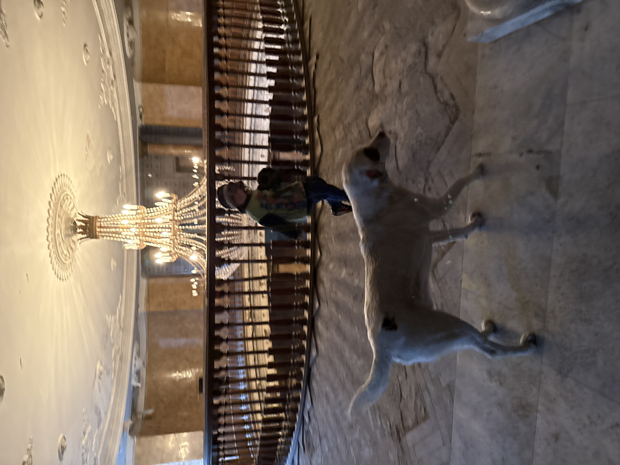A white dog stands on a patterned floor in what appears to be a grand building in Tskaltubo, Georgia. A person wearing a vest and cap is partially visible behind a dark wooden railing. A large, ornate chandelier hangs from a highly decorated ceiling. The building features columns and an interior balcony.