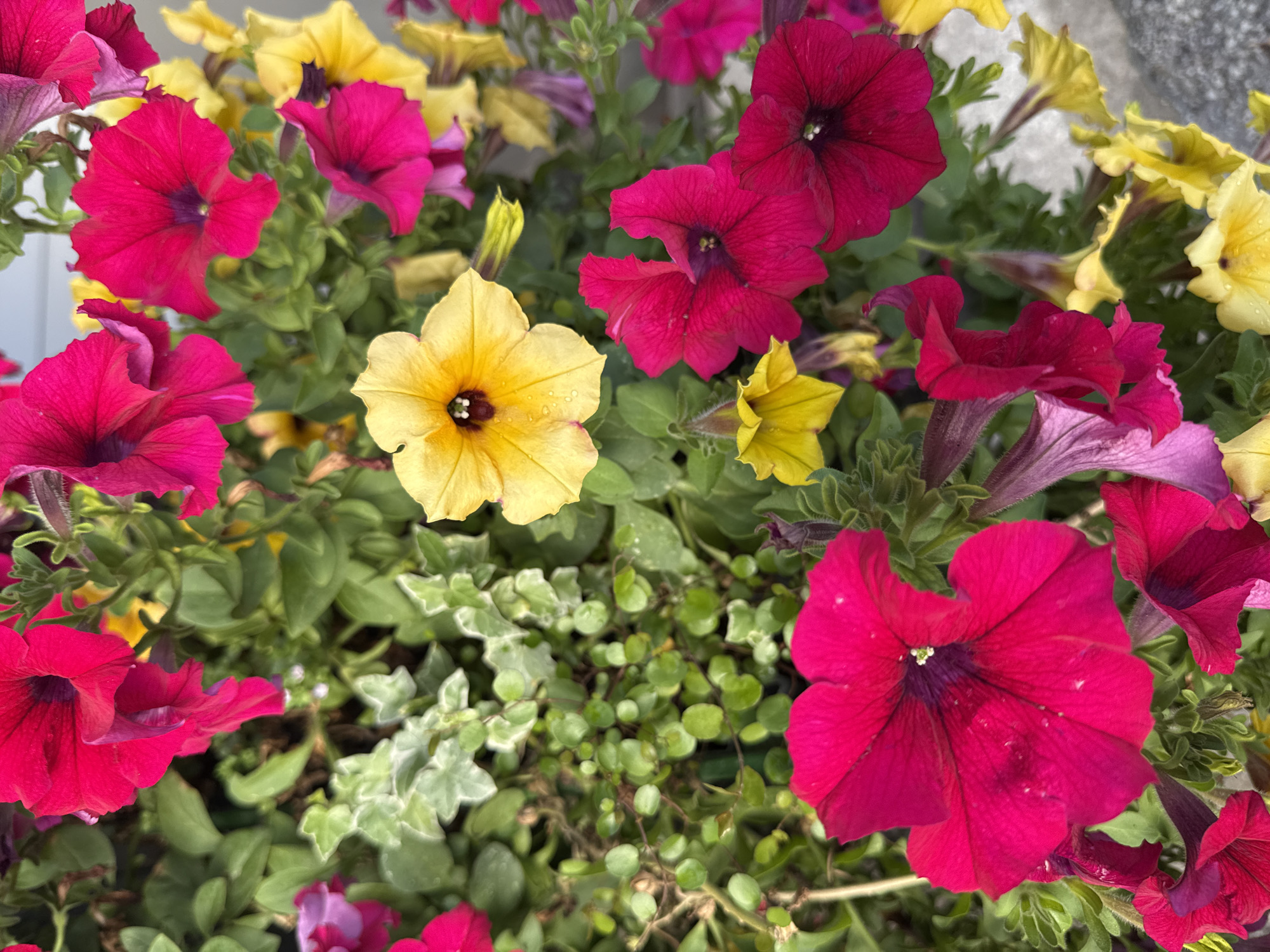 This is a close-up, eye-level, full-shot photograph of a dense planting of petunias and other small-leaved green plants, likely in a planter or garden bed. The scene is dominated by numerous petunia flowers in vibrant shades of magenta, deep pink, and yellow. Some of the magenta and pink flowers are in full bloom, with their trumpet-shaped petals spread wide, revealing dark purple centers. Smaller yellow petunias are also visible, some with lighter centers. The green foliage of the petunias is lush, interspersed with smaller, round, green leaves of another plant, and some variegated green and white leaves of a trailing plant, possibly ivy. Water droplets are visible on some of the petals, suggesting recent watering or dew. The background is softly blurred, hinting at an outdoor setting, possibly an urban environment like Tallinn, Estonia, where such container gardens are common on balconies, patios, or public spaces. There are no people, animals, or man-made structures clearly identifiable within the frame, emphasizing the natural beauty of the flowers and foliage. The lighting appears to be natural daylight, casting subtle shadows and highlighting the textures of the petals and leaves.
