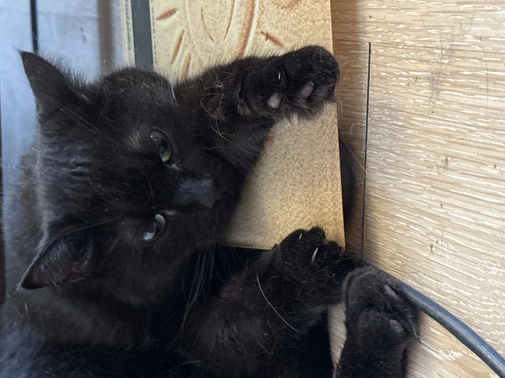 The image shows a close-up of a black cat lying on a wooden floor and a textured surface. The cat is facing the camera with its paws extended. Its eyes are partially closed, and its ears are perked up. The cat's fur is short and black. The wooden floor has a light brown color with visible grain lines. The textured surface is a light beige color with a pattern of raised lines. The scene appears to be indoors, and no specific location within Bishkek City, Kyrgyzstan, can be identified from the image.