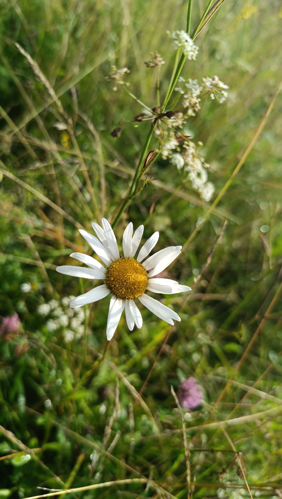 A close-up, vertical shot showcases a single daisy with white petals and a yellow center, positioned slightly to the left of the frame. The flower is surrounded by a soft-focus background of green foliage, dried grasses, and small white flowers. One blurred pink flower is visible in the lower left corner. The lighting suggests it is daytime, with sunlight creating bokeh effects in the background. The image was taken in Karsha, Russia.