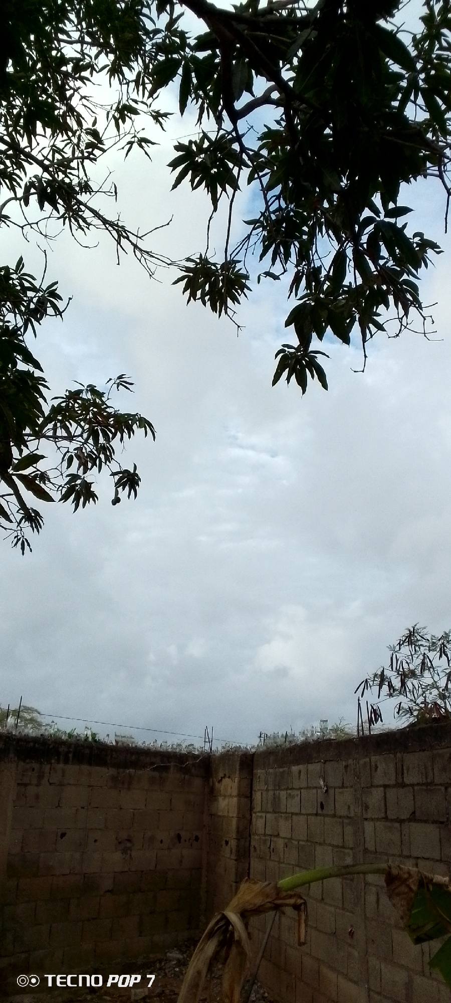The image shows an overcast sky with a brick wall in the foreground. Trees with dark leaves are silhouetted against the sky in the upper portion of the image. The brick wall appears to be a boundary or enclosure, with some sort of wire or fencing along its top. In the bottom right corner, a portion of a banana plant with dried leaves is visible. A watermark at the bottom left reads "TECNO POP 7." The scene appears to be an outdoor urban environment, possibly a yard or an undeveloped area within the city of Altagracia, Venezuela, given the cloudy weather and common building materials. There are no people or animals visible in the image.