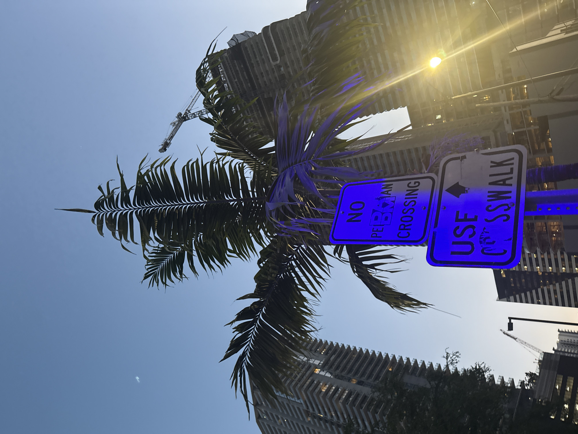 The image shows a low-angle view of a city scene with a palm tree in the foreground. Behind the palm tree are tall buildings, likely in Miami, evidenced by the architectural style and tropical vegetation. The lighting suggests either early morning or late afternoon. There are two signs illuminated in bright blue light, one saying "NO PEDESTRIAN CROSSING" and the other "USE CROSSWALK." A construction crane is visible extending from behind the buildings, indicating ongoing development in the area. A streetlight shines brightly, adding to the overall brightness of the scene.