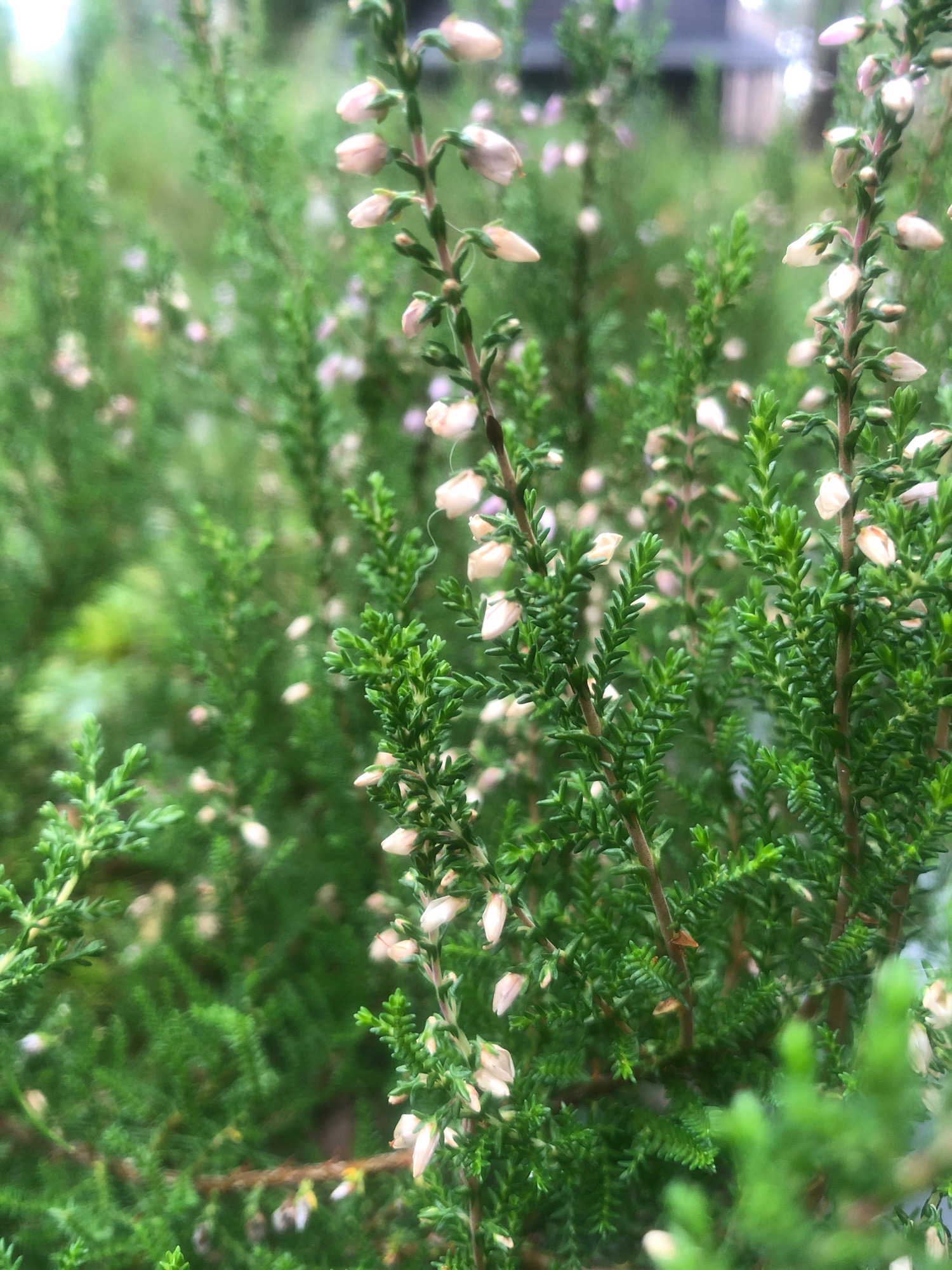 The image is a close-up, shallow depth of field photograph of Calluna vulgaris, commonly known as heather or ling, in bloom. Numerous small, bell-shaped flowers, predominantly white with hints of pale pink, adorn the wiry stems of the heather plants. The foliage is dense and needle-like, a vibrant green, creating a lush backdrop for the delicate blossoms. The overall impression is one of natural, untamed growth, likely in a garden or wild landscape. The blurred background suggests an outdoor setting with other greenery and possibly distant structures, but specific details are obscured. The image does not depict any people or actions, focusing solely on the botanical subject. There is no identifiable context suggesting the location is Arfa, Russia.