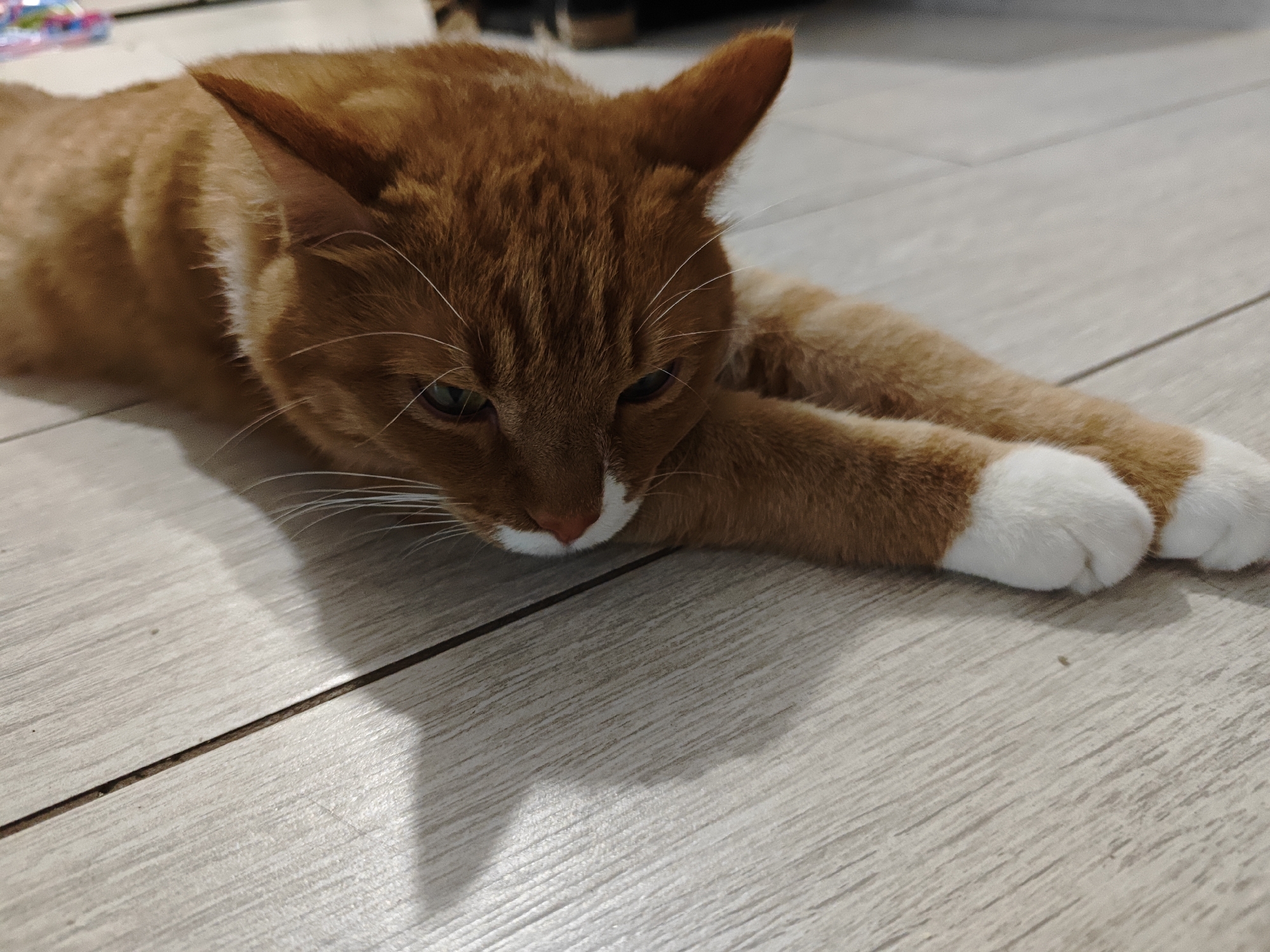 An orange tabby cat is lying on its stomach on a light-colored, wood-planked floor. The cat is positioned on the right side of the frame, with its head facing left. Its front paws are extended forward and slightly to the right, with white socks on its paws. The cat's eyes are partially closed, and its gaze is directed downwards. The floorboards have a visible grain and are joined by dark grout lines. The lighting suggests an indoor environment, with a shadow cast by the cat on the floor. There are no people or other animals visible in the image. The scene is domestic and unremarkable. There is no information to suggest this is in Боровский, Russia.