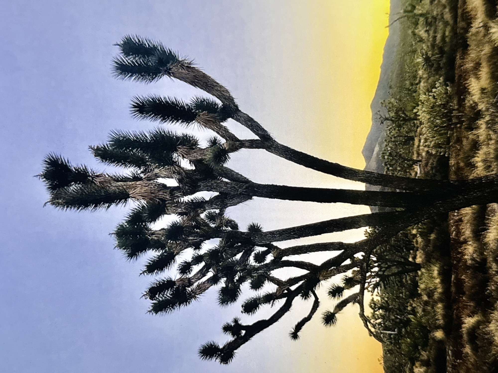 The image depicts a Joshua tree in a desert landscape at sunset. The sky transitions from a pale blue at the top to a bright yellow-orange near the horizon. In the foreground, a large, dark Joshua tree with spiky leaves dominates the scene, its branches reaching upwards. Behind it, a vast expanse of desert terrain is visible, dotted with more Joshua trees and low-lying shrubs. In the distance, a range of mountains is silhouetted against the vibrant sky. The ground is covered with dry grass and brush. The image does not show any people or specific landmarks to identify a location within the city of Los Angeles.