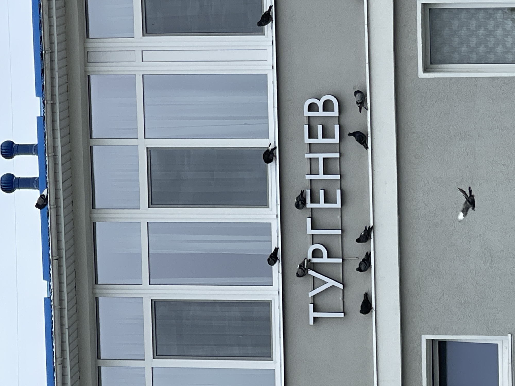 The image shows the facade of a building in Zelenogradsk, Russia, with the Cyrillic inscription "ТУРГЕНЕВ" (Turgenev) in large white letters on a gray background. Several pigeons are perched on the building's architectural elements, including the window ledges and the sign itself. One pigeon is in flight in the lower right portion of the image, its wings spread. The building has multiple windows with white frames, and the sky above is overcast. The architecture appears modern.