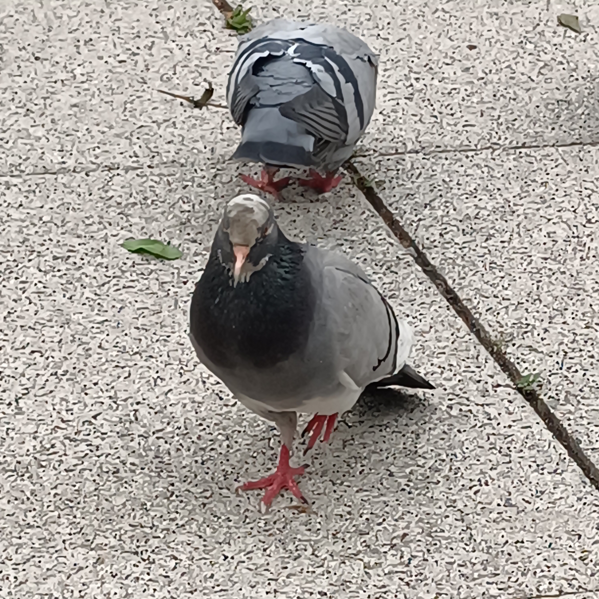The image captures two pigeons on a speckled light gray and white paved surface, characteristic of an urban environment or park in Sofia, Bulgaria. In the foreground, a pigeon stands facing the camera, with its head slightly tilted, displaying its gray body, dark neck feathers with hints of iridescence, and distinctive bright red feet. Its right foot is partially lifted. Behind it, a second pigeon is seen from the rear, its wings showing typical gray and dark striped patterns, as it faces away from the viewer. The ground appears dry, with small natural elements like twigs and a green leaf scattered around. The scene is illuminated by natural, soft daylight, suggesting an overcast sky or indirect light, and shows no human presence or visible text. The image provides a close-up glimpse of common urban wildlife.