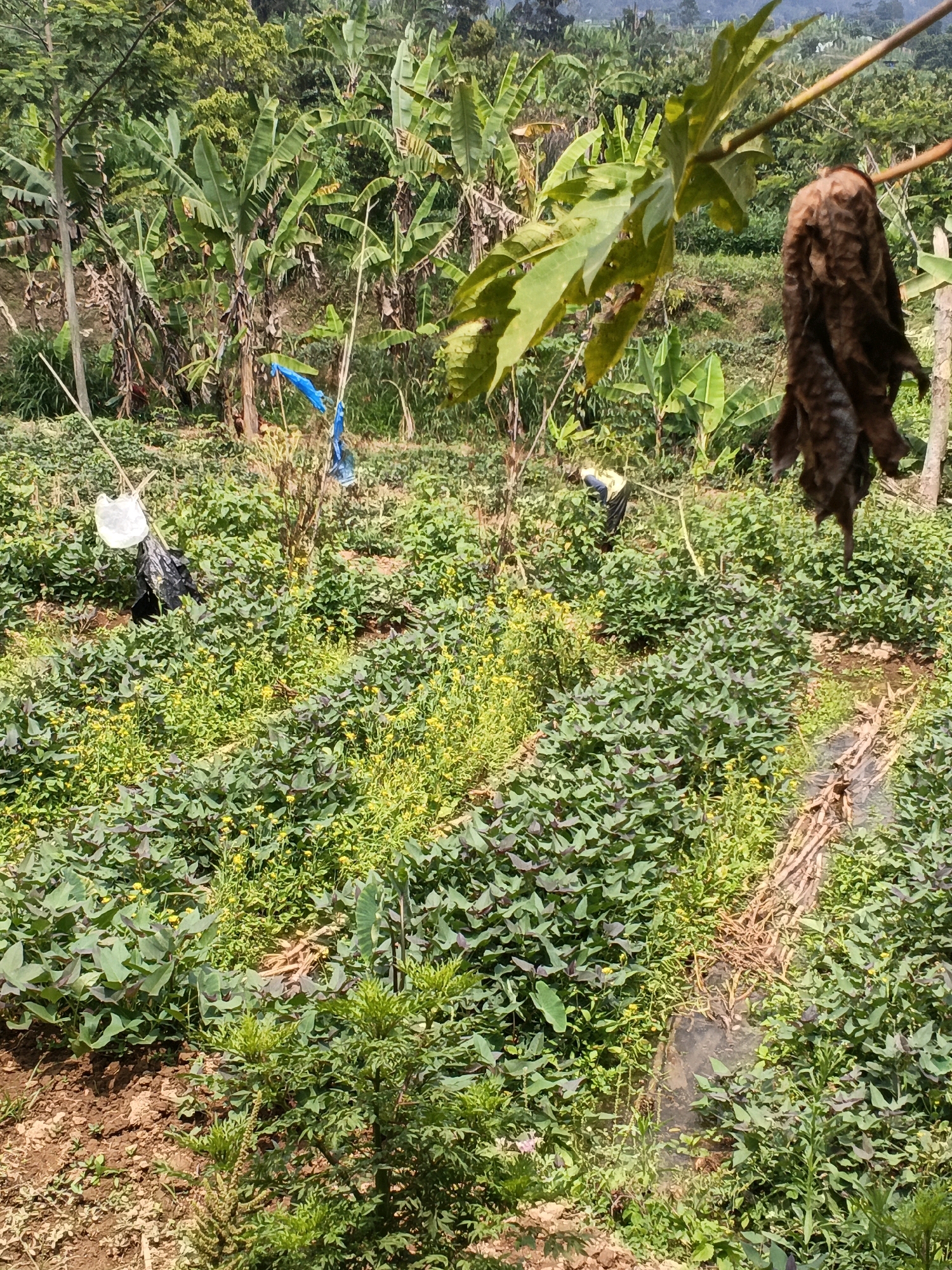 This image depicts an agricultural field in Ngargoyoso, Indonesia, characterized by lush green vegetation and a hilly landscape. The foreground is dominated by a dense planting of sweet potatoes, with their heart-shaped leaves and small yellow flowers. Interspersed among them are other green plants, some with a darker, purplish hue on their leaves. In the mid-ground, banana trees stand tall, their broad leaves creating a dense canopy in some areas. There are also several makeshift scarecrows present in the field, constructed from sticks and covered with plastic bags and dark fabric. One scarecrow in the left mid-ground is white, while another further back is blue. A person, partially visible in the right mid-ground, is bent over, appearing to be working in the field, dressed in dark trousers and a light-colored shirt. In the upper right corner, a dead, brown leaf hangs from a branch, contrasting with the vibrant green surroundings. The background shows more distant vegetation and a hazy sky, indicating a warm, possibly humid climate. The terrain appears to be uneven, with slopes suggesting the field is situated on a hillside. The overall scene is one of agricultural activity in a rural, tropical environment.