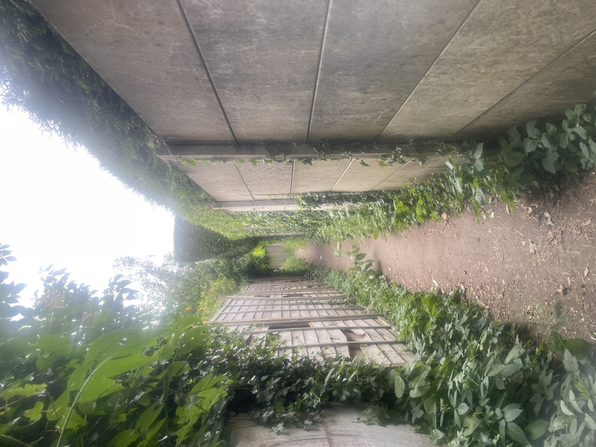 The image depicts an overgrown pathway in Maidstone, United Kingdom. Concrete walls flank the path, partially covered with ivy and various green plants. The path surface is dirt and debris. On one side of the path, a dilapidated wooden structure with missing panels is visible, also overgrown with vegetation. The lighting is diffused, suggesting overcast weather. No people or animals are visible.