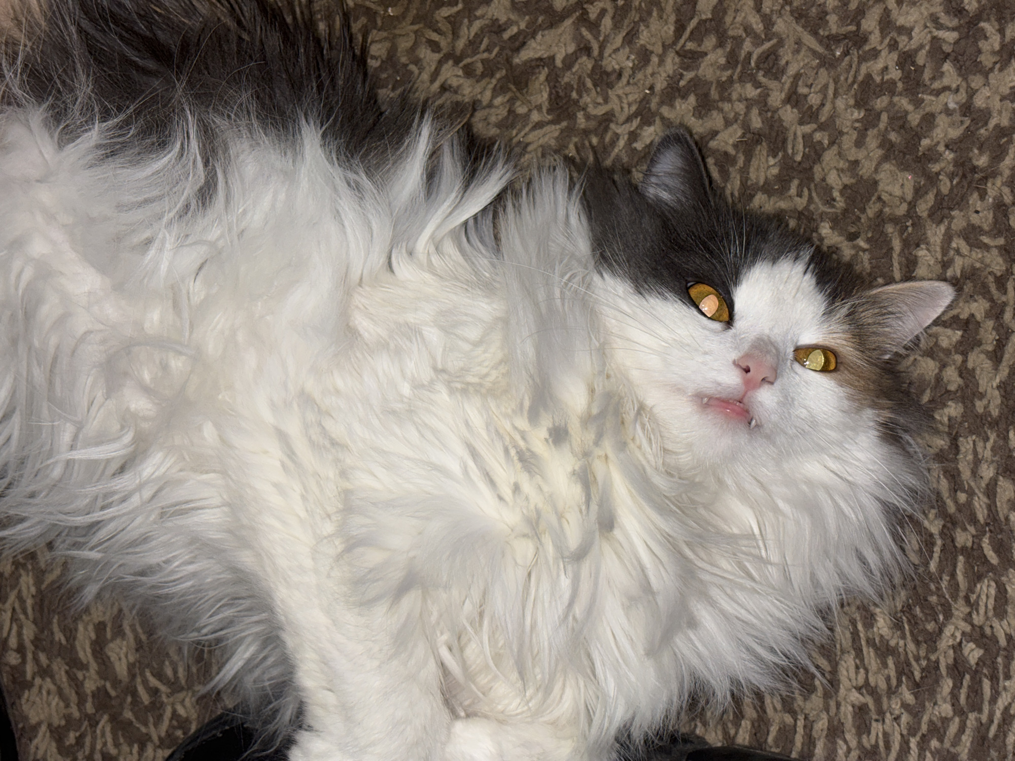 A medium, close-up shot depicts a grey and white fluffy cat lying on a brown carpet. The cat's fur is long and dense, with grey patches on its head and back and white fur covering its body. The cat's eyes are yellow and round. Its mouth is slightly open, revealing a hint of pink tongue and two small teeth. The cat is lying on its side, with its paws tucked underneath its body. The carpet beneath the cat is brown and textured.
The image does not include any information about Perm, Russia, or any city or location. There are no people present in the shot, and no interactions are visible other than the cat lying on the carpet.