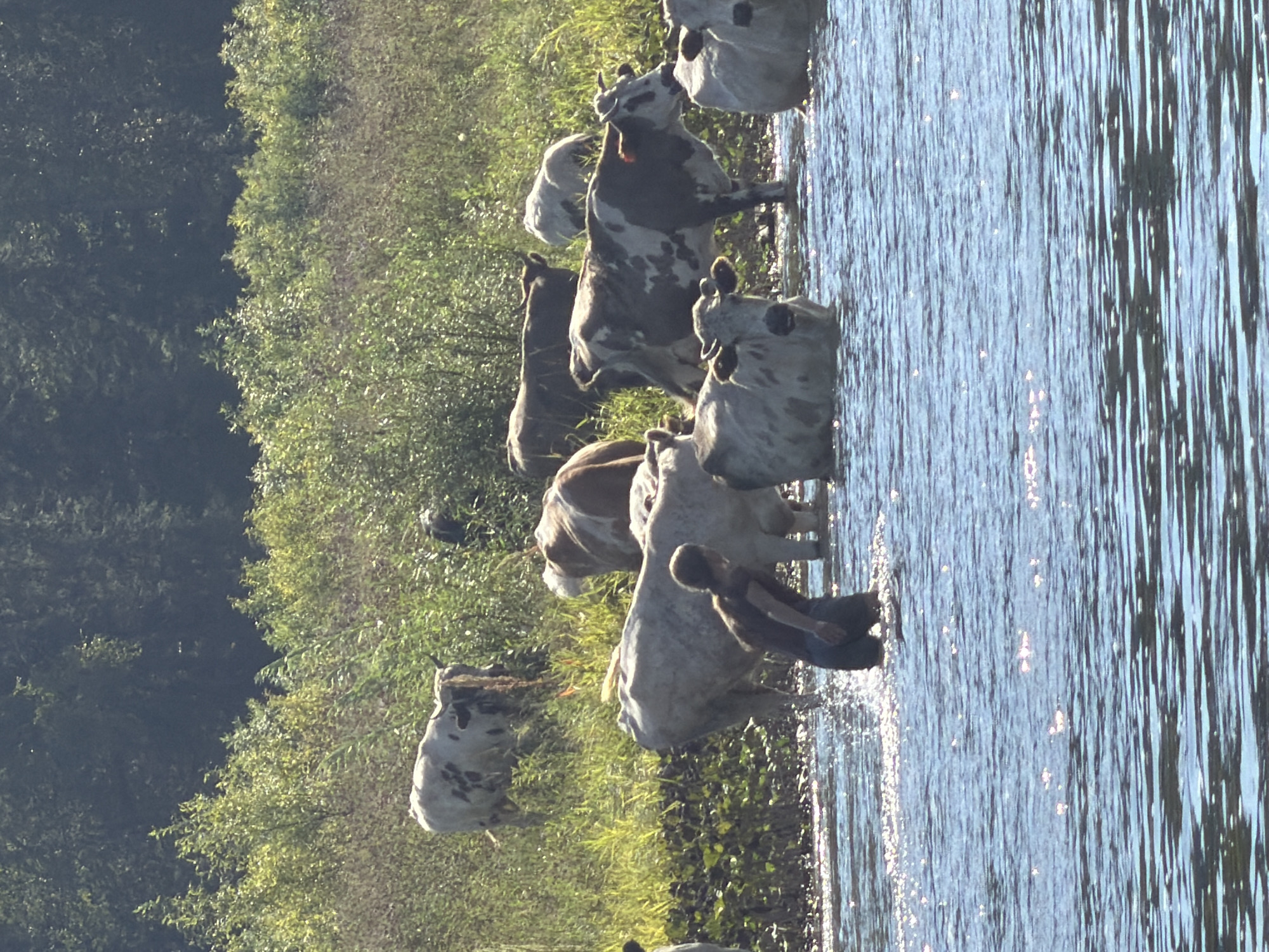 A group of cattle, some white with brown markings and others predominantly white, stand in a body of shallow water, possibly a river. One white cow with distinctive horns stands on the grassy bank, partially obscured by vegetation. A person, wearing dark shorts and a dark shirt, is walking through the water towards the cattle. The water is calm and reflects the sunlight, creating a sparkling effect. In the background, lush green vegetation and trees form a dense backdrop, suggesting a rural or natural environment. The sky is clear and a bright blue. The scene appears to be set in Ust-Kabirza, Russia, a location known for its natural landscapes and agricultural activities.