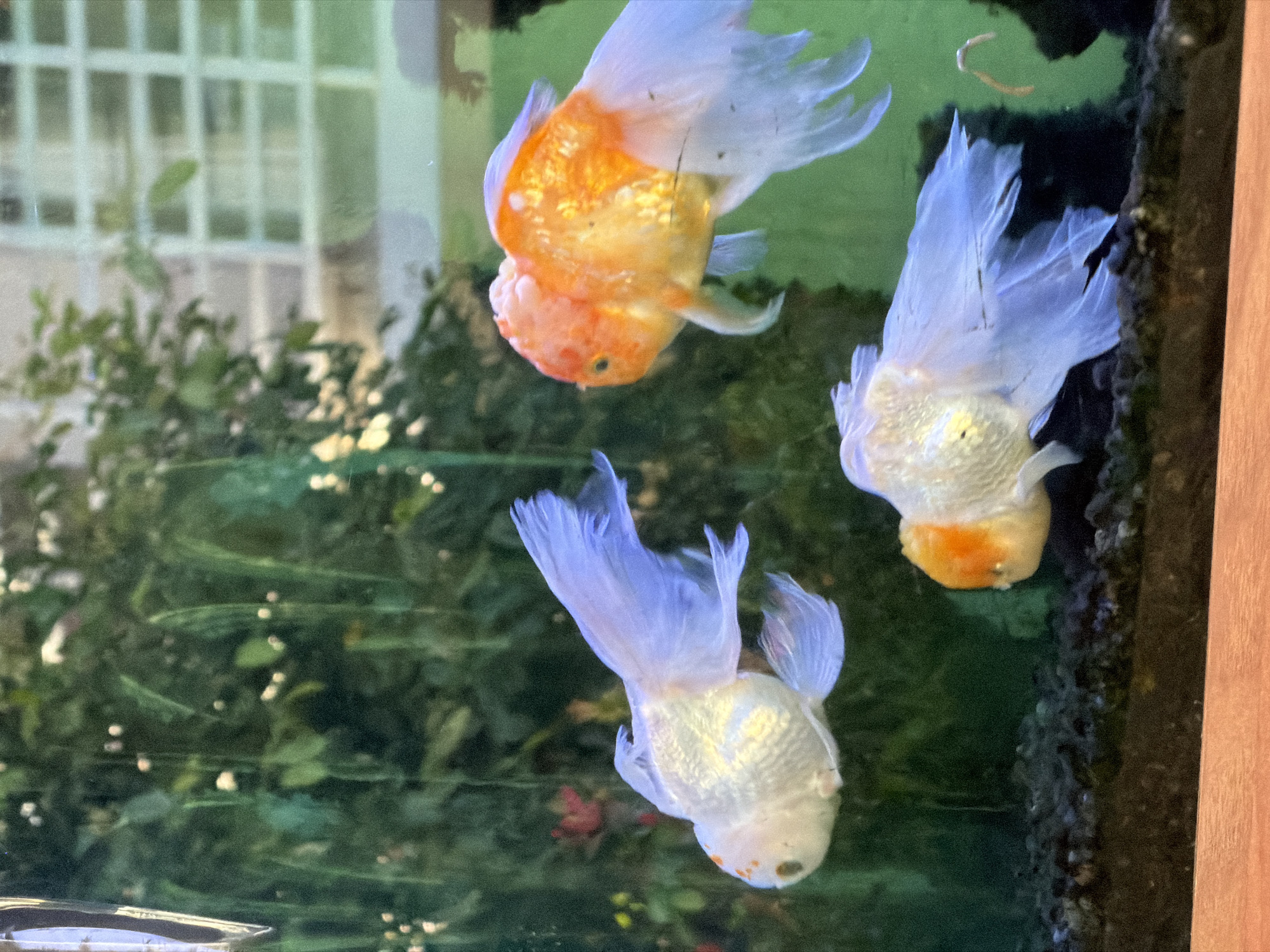 In Kuta Selatan, Indonesia, three goldfish swim in a clear aquarium. The fish have translucent fins and tails. Two of the fish are primarily white with orange markings on their heads, while the third fish is predominantly orange. The aquarium contains dark gravel at the bottom and is set against a backdrop of green foliage and a building with a window. The image is taken from the side of the aquarium, with a wooden surface visible in the foreground.