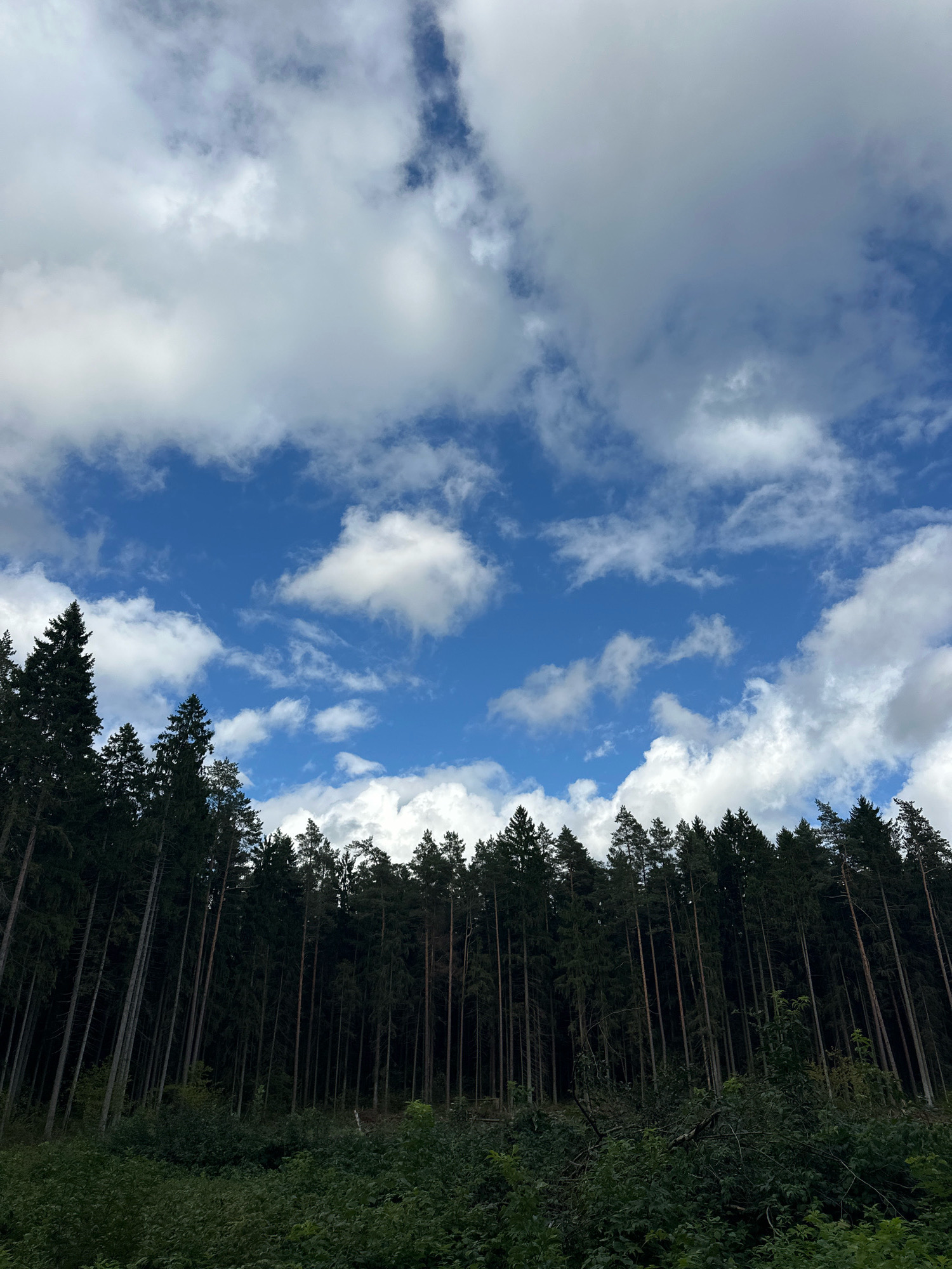 A low-angle shot captures a dense forest line against a bright blue sky with scattered white clouds. The trees are tall and dark green, forming a thick canopy that obscures the ground beneath. The forest appears to be on a slight incline, with the trees leaning slightly forward towards the viewer. The foliage is thick and varied, suggesting a natural, untamed environment. The lighting indicates it is daytime, with the sun likely positioned high in the sky, illuminating the clouds and the upper portions of the trees. The scene evokes a sense of natural beauty and the vastness of the wilderness.