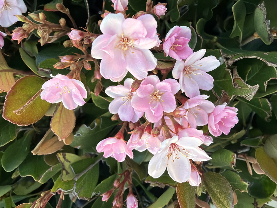 The image features a cluster of delicate pink flowers, some fully open and others in bud, set against a backdrop of green and brown leaves. The flowers exhibit varying shades of pink, with some edges appearing almost white. Their centers showcase a golden hue. The leaves provide a contrasting texture with their smooth surfaces and darker green color. Some leaves exhibit brown edges. The arrangement creates a natural and organic composition.