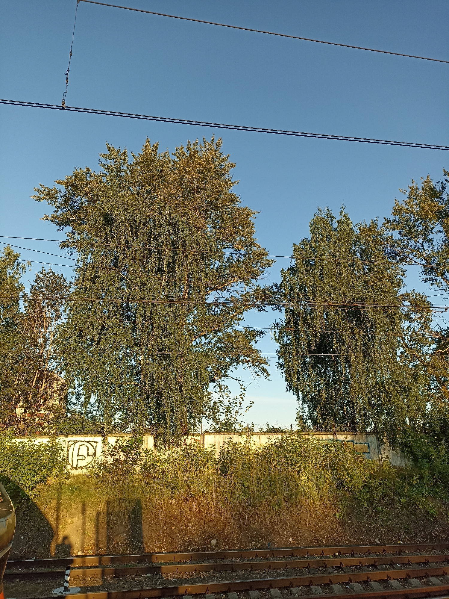 A wide shot shows a railway track in the foreground, with rust-colored rails and ballast. Behind the tracks, a low concrete wall runs horizontally across the image, topped with what appears to be barbed wire. Overgrown green foliage, a mix of grasses and bushes, covers the embankment between the tracks and the wall. Large trees with dense green foliage rise behind the wall, some reaching high into a clear blue sky. Electrical wires are strung horizontally across the upper portion of the frame, supported by poles not visible in the image. One section of the concrete wall has graffiti on it, a black and white symbol resembling the letter "P" with a circular flourish. The lighting suggests it is either early morning or late afternoon, with the sun casting long shadows on the ground and highlighting the tops of the trees. The scene appears to be an outdoor, public space, likely a railway line in an urban or suburban area. The mention of Chekhov, Russia, implies this is a specific location within that city.