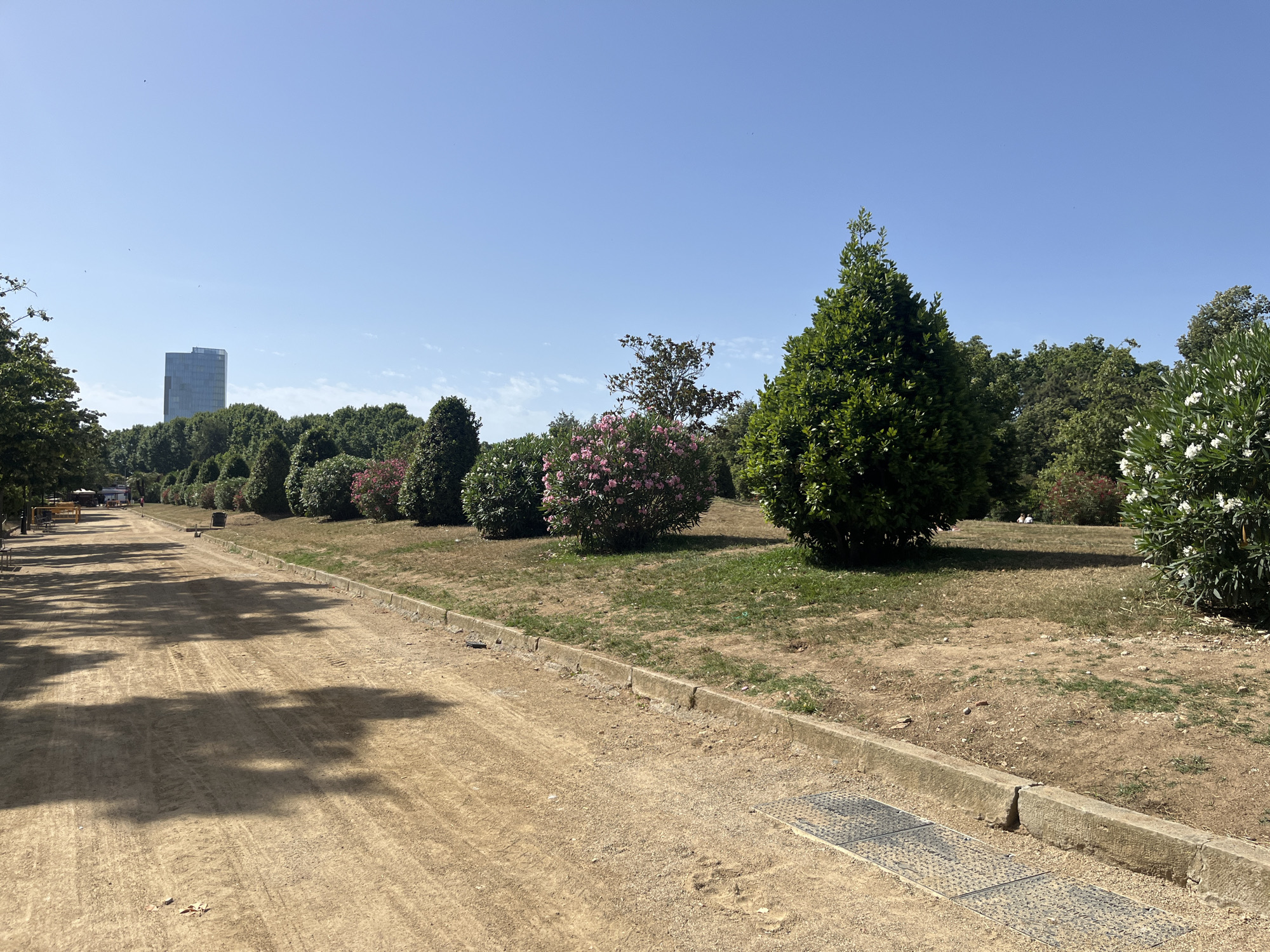 The image shows a wide, unpaved pathway made of light brown dirt with tire tracks visible. The pathway is bordered on the right by a concrete curb, beyond which is a grassy area with scattered dry patches and some sparse vegetation. Further to the right and in the background are several large, dense green trees and bushes, some with pink and white flowers. In the far background, a tall, glass-faced skyscraper is visible above a line of trees. The sky is clear blue with a few wispy clouds and several small dark specks, possibly birds. The scene appears to be a park or a large green space within a city, likely Barcelona, Spain, given the architectural style of the skyscraper and the climate suggested by the vegetation and clear sky. There are no people clearly visible in the foreground or midground, though a few distant figures might be present in the far background lawn area. The lighting suggests a sunny day.