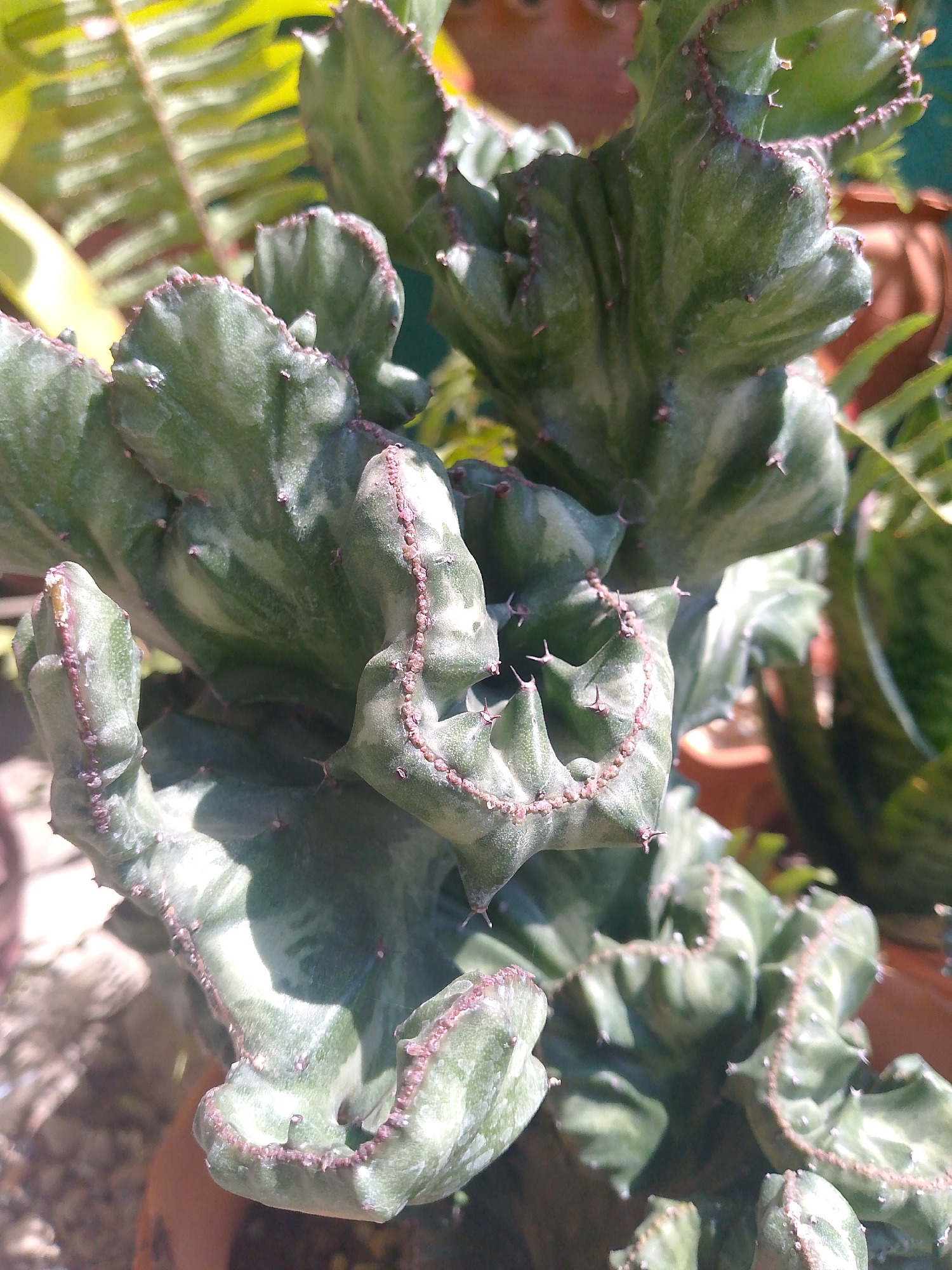 The image displays a close-up, high-key view of a succulent plant identified as a crested *Euphorbia lactea* or similar cultivar, situated in Tinaquillo, Venezuela. The plant occupies the majority of the frame, exhibiting a complex, undulating, fan-like form composed of fused, flattened stem segments. The dominant color is a mottled green, ranging from light to dark, with variegated patterns. The distinct wavy ridges along the plant's crests are outlined by a reddish-brown margin, from which small, sharp, reddish-brown spines protrude at regular intervals. Bright sunlight illuminates the plant, creating defined shadows on its textured surface. The background, largely out of focus, includes blurred green foliage, possibly from a fern or another plant, in the upper left, and indistinct terracotta-colored cylindrical objects, consistent with plant pots, on the right and in the background. No human subjects, animals, or explicit actions are depicted. The environment appears to be an outdoor or brightly lit indoor garden setting.