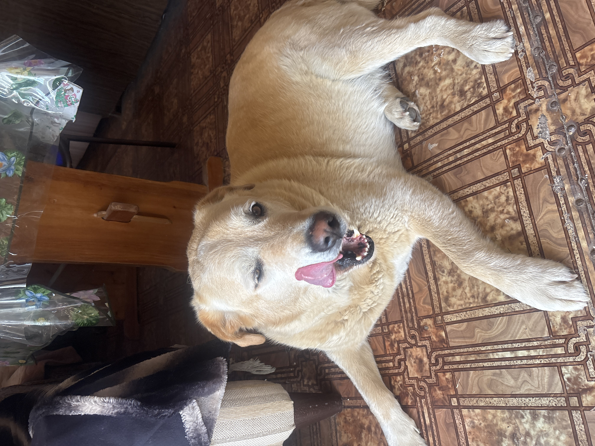 A light-colored Labrador Retriever is lying on a tiled floor indoors, with its tongue sticking out and eyes partially closed. The dog is positioned in the center of the frame, with its front paws extended forward and its hind legs tucked underneath. The floor tiles are a brown, patterned ceramic. In the background, a wooden table with a clear plastic tablecloth is visible, as well as part of a chair covered in a dark blanket. The lighting suggests it is daytime, possibly with sunlight entering from an unseen source. The overall setting appears to be a rustic domestic interior.
