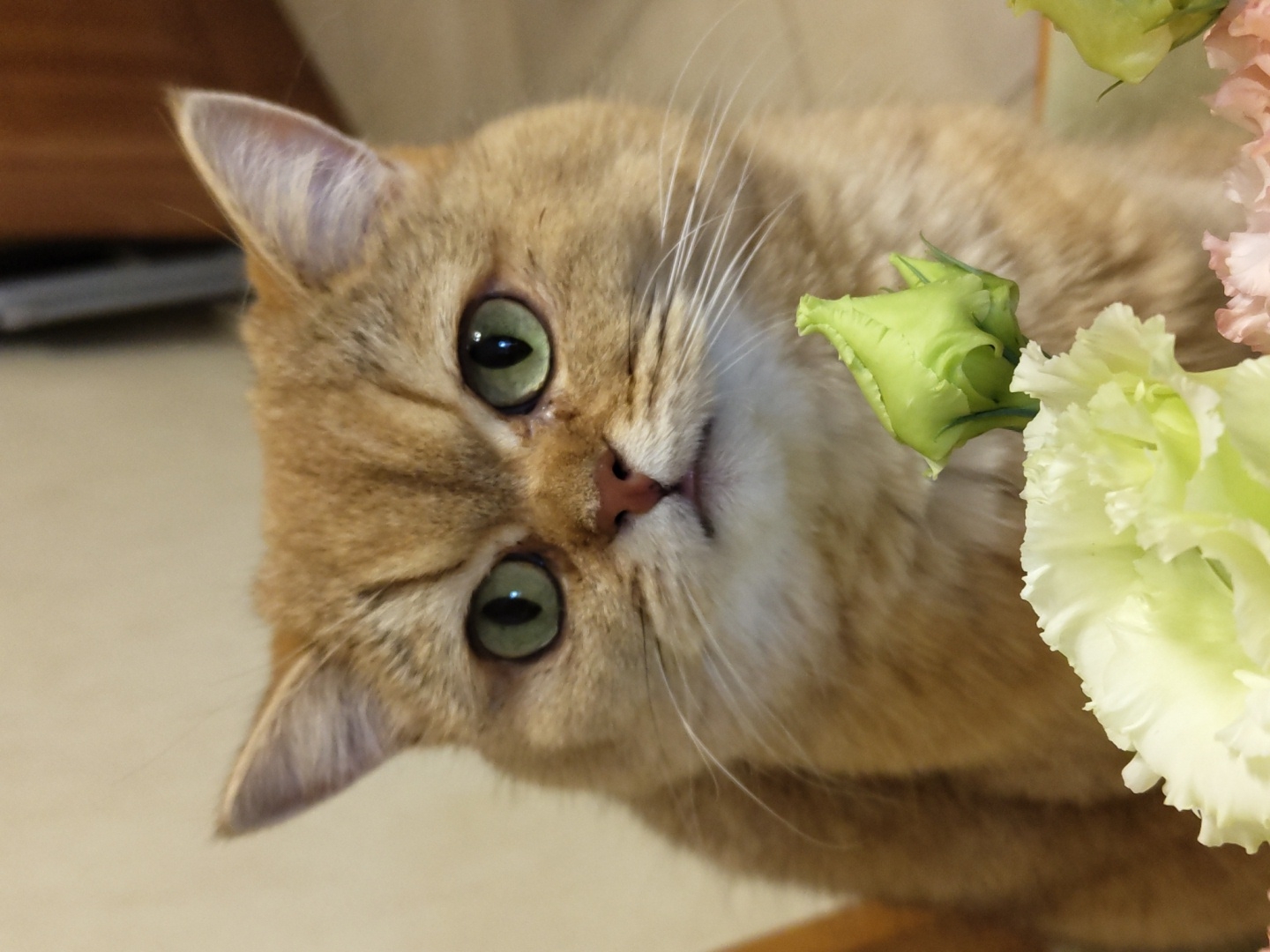 A close-up, eye-level medium shot captures a golden British Shorthair cat with bright green eyes. The cat's fur is a warm, golden-brown color with subtle stripes. Its gaze is directed forward, and its expression appears serious or slightly grumpy. In the foreground, a bouquet of light-colored flowers, possibly roses and carnations in shades of white and pale green, partially obscures the cat's lower body. One small, unopened green bud is positioned directly in front of the cat's mouth. The background is softly blurred, showing a wall and hints of wooden furniture. The lighting is warm and diffused, highlighting the texture of the cat's fur and the delicate petals of the flowers. The scene is an indoor setting. There is no identifiable information about Krasnodar, Russia in the image.