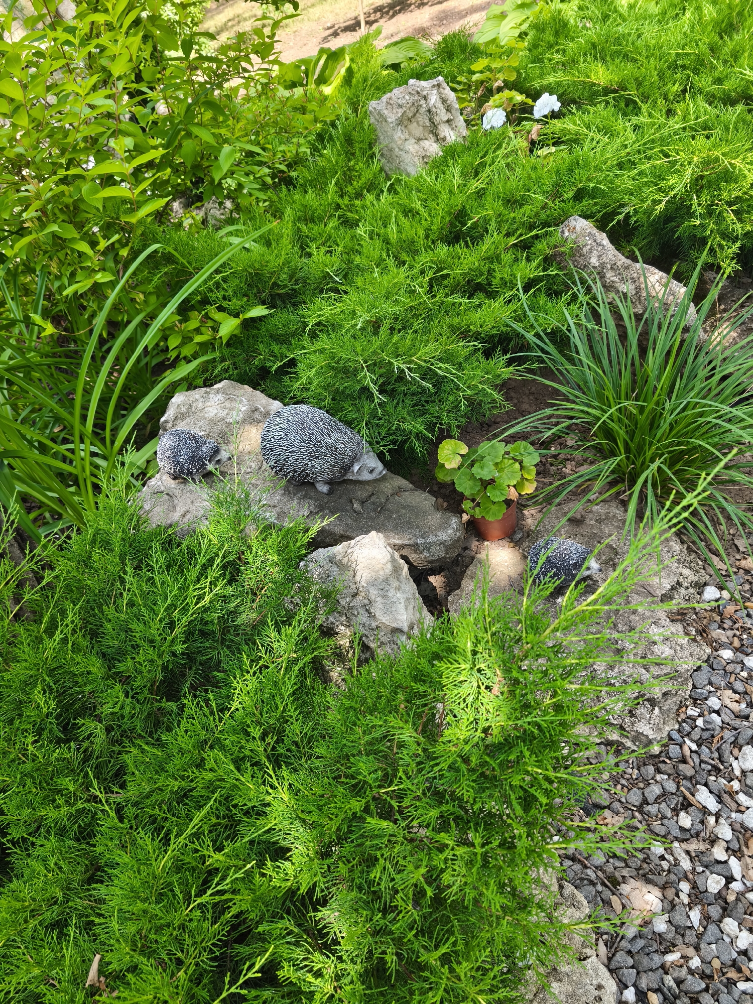 The image depicts an outdoor garden scene, possibly in Stroiesti, Moldova, characterized by lush green foliage and decorative elements. The foreground is dominated by dense, feathery green juniper bushes and tall, sword-like green grass. Interspersed among the plants are several large, rough-textured grey stones.
On the stones, three decorative hedgehog figures are placed. One larger hedgehog is positioned on a rock on the right side of the frame, facing right. To its left, a smaller hedgehog sits on the same rock, facing left. A third, smaller hedgehog is situated on a separate rock further to the left, also facing left.
Behind the hedgehogs and rocks, a potted plant with rounded green leaves sits in a brown pot. In the background, more greenery is visible, including larger leafy plants and a hint of dry, earthy ground. The ground surrounding the plants and rocks is covered with a layer of small, grey and white gravel. Two small white flowers are visible amongst the green foliage in the upper right portion of the image. The lighting suggests it is daytime, with sunlight casting shadows.