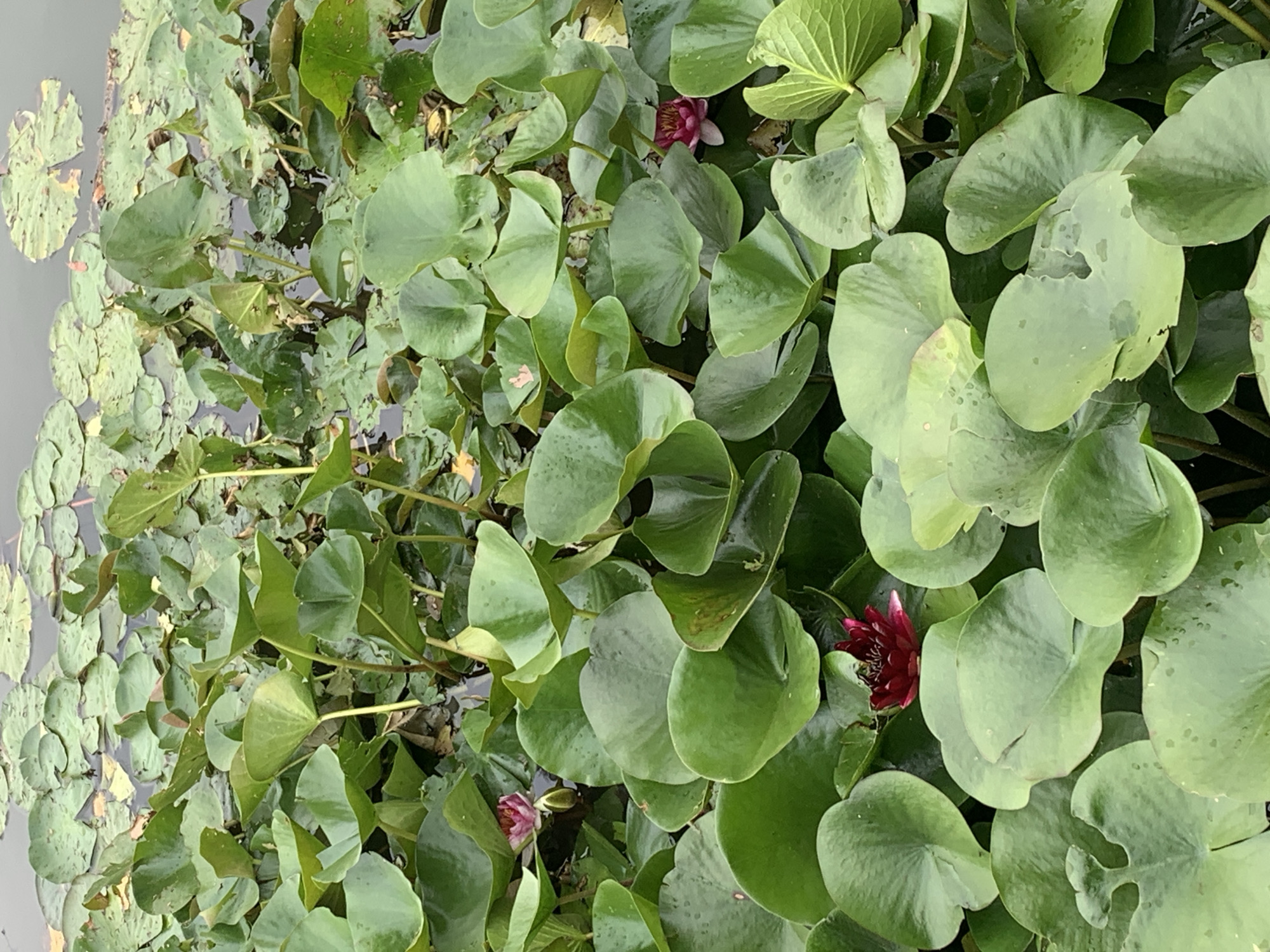 The image displays a dense cluster of water lily pads covering the surface of a body of water, interspersed with a few water lily blossoms. The water is a dark, murky color, and the lily pads are a vibrant green, some appearing wet and slightly rippled. There are at least three visible water lily flowers, two of which are a deep crimson color and one a lighter pink. The environment appears to be a natural setting, such as a pond or lake, with some fallen leaves or debris visible within the water. The overall impression is one of lush aquatic vegetation. No people or animals are present in the image. The location of this scene within the city of Kolomyia, Ukraine, is not discernible from the visual information provided.