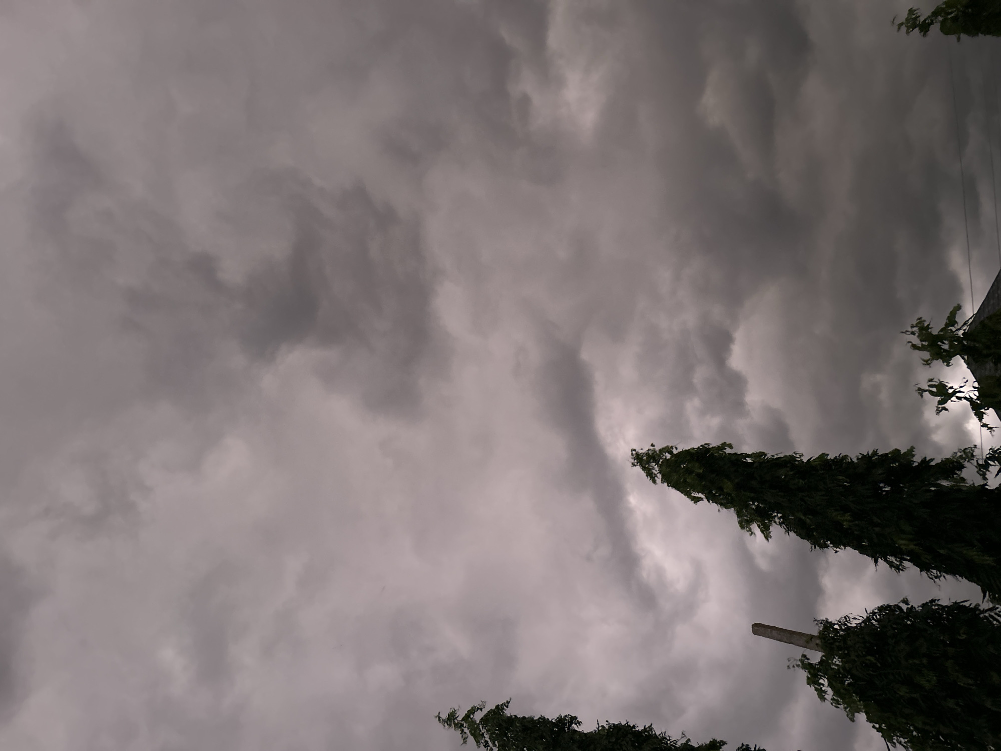 The image is an exterior, eye-level shot of a cloudy sky with tall, dark green trees in the foreground. The sky is filled with heavy, gray clouds, suggesting an overcast or stormy day. The trees are silhouetted against the sky, with their leaves appearing dense and dark. One tree on the left is partially cut off by the frame, while a taller, more slender tree stands prominently in the center-right. A light-colored pole is visible behind the trees on the left. The bottom edge of the image shows hints of rooftops and other foliage, indicating a terrestrial setting, likely an urban or suburban environment. The lighting is dim, consistent with the cloudy conditions.