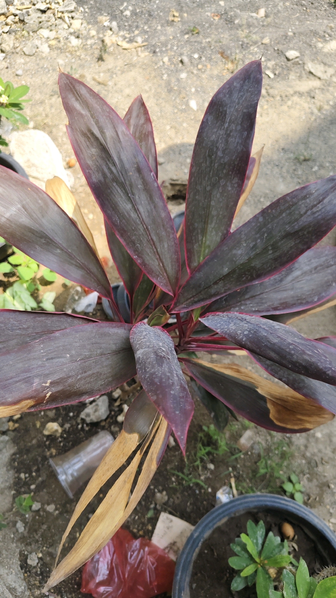A top-down medium shot captures a dark purple Cordyline plant with red-edged leaves. Some leaves are brown and dry, suggesting neglect or damage. The plant is situated outdoors on a surface of grey gravel and dry soil. Scattered around the base of the plant are a clear plastic cup, a crumpled red plastic bag, and other debris. To the right, a black plastic pot contains a small green succulent-like plant. The overall scene appears to be in a neglected outdoor area, possibly a backyard or garden, in Pangpajung, Indonesia.