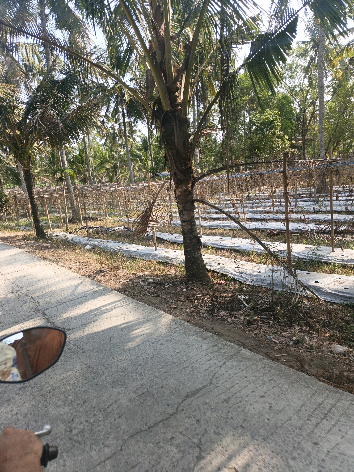 The image shows a road with a concrete surface and shadows. To the right of the road is a field covered with white plastic mulch, arranged in rows. There are also many coconut trees visible in the background, suggesting a tropical or subtropical environment. Some wooden structures, possibly for supporting plants or a greenhouse, are also present in the field. In the foreground, a motorcycle's rearview mirror and part of a hand are visible, indicating the image was taken from a moving motorcycle. The location is identified as Tambakmulyo, Indonesia.