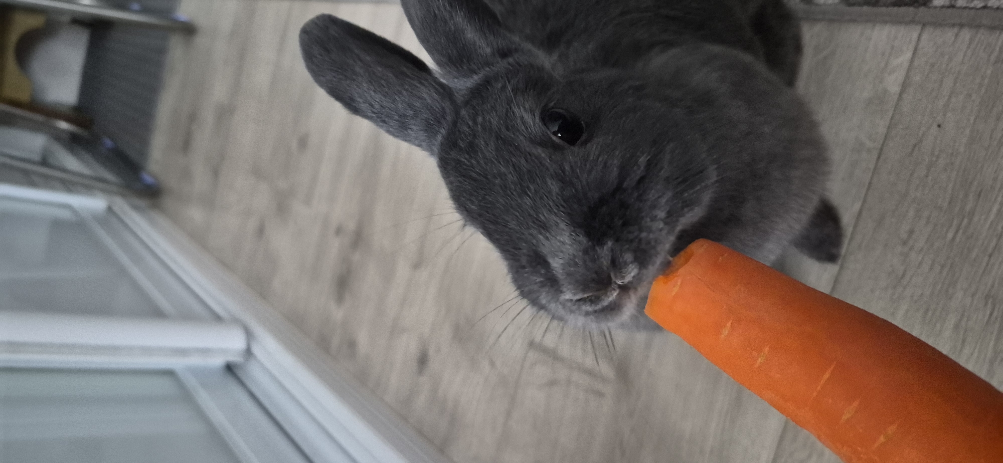 An extreme close-up vertical shot shows a dark gray rabbit holding an orange carrot in its mouth. The rabbit's head is partially visible, with its eye and ears in focus. The carrot is positioned in the lower left of the frame and extends out of the image. The background consists of a light-colored wooden floor. No specific location in Ussurijsk, Russia, can be identified from the image.