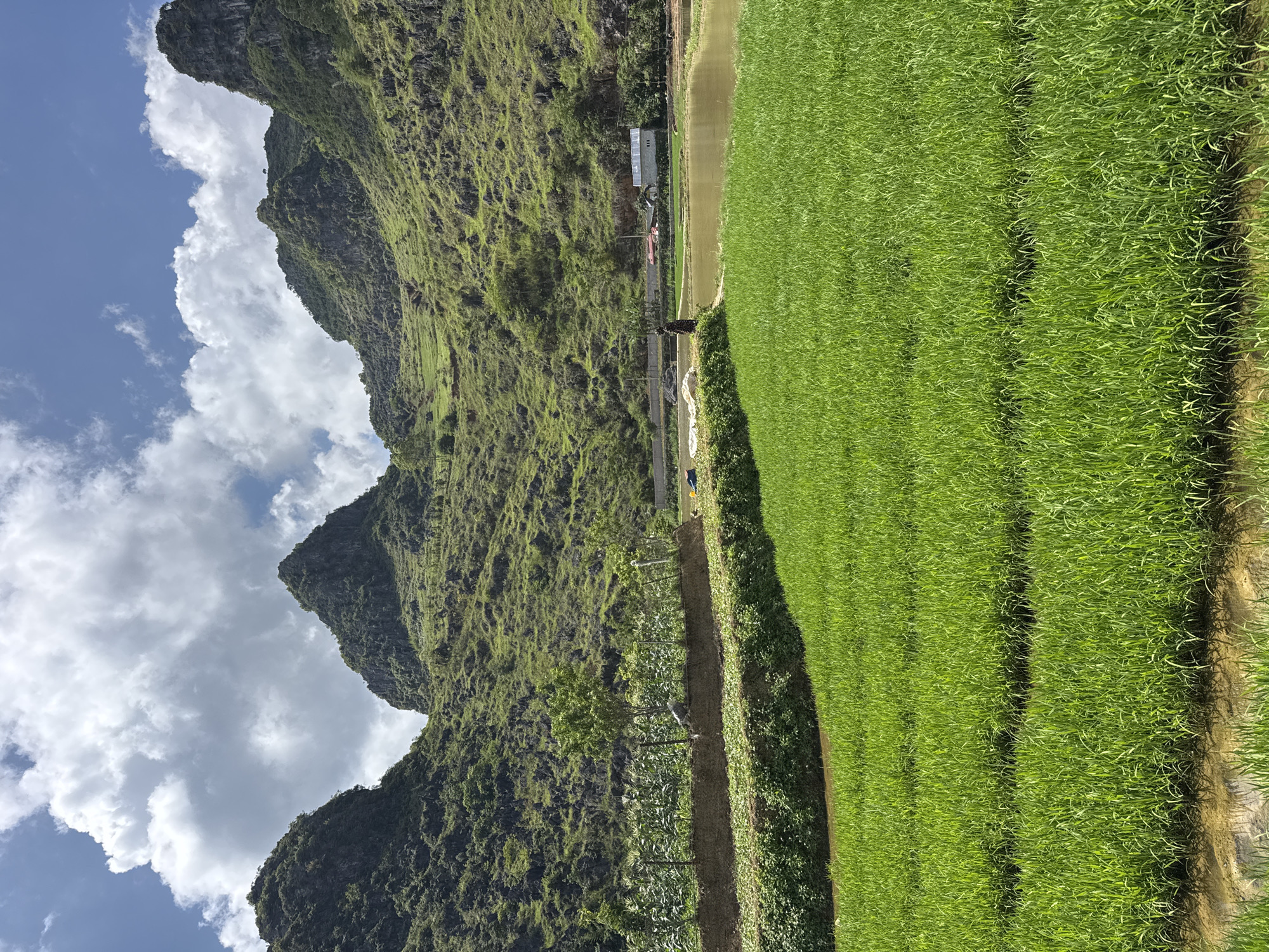 The image captures a verdant landscape in Đồng Văn Commune, Vietnam, featuring terraced rice paddies and towering, lush mountains. The scene is vertically oriented, showcasing the agricultural land to the right, filled with vibrant green rice plants. Adjacent to the rice paddies, a raised bank supports slender trees and crops. To the left, the rugged, green mountains rise steeply, meeting a sky with scattered white clouds against a blue backdrop. In the midground, between the paddies and mountains, a few buildings are visible, along with a narrow road and what appears to be a waterway or canal reflecting light. There are no visible people or explicit actions. The interaction is primarily between the natural elements and agricultural practices.