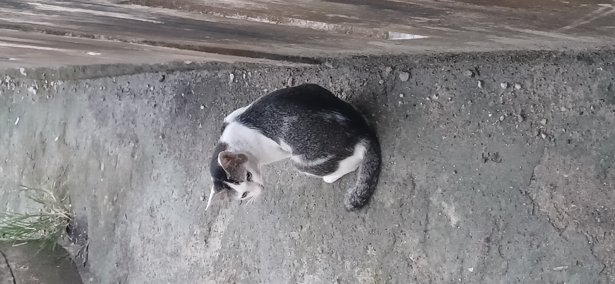 A medium shot shows a black and white cat sitting on a gray concrete surface. The cat is facing to the left of the frame, with its head turned down and to the left. The cat has white fur on its chest and face, and black fur on its back and tail, with patches of white. The cat's tail is curled around its body. To the left of the cat, a small patch of green grass is visible, emerging from the concrete. To the right of the cat, a tall, textured wall runs along the edge of the frame. The wall appears to be made of wood or stone and has vertical lines or planks. The concrete surface is rough and speckled with small stones and debris. The lighting is overcast, casting soft shadows. The scene appears to be in an outdoor urban environment, possibly an alleyway or a sidewalk. This image was captured in the city of Tanjung Balai Karimun, Indonesia.