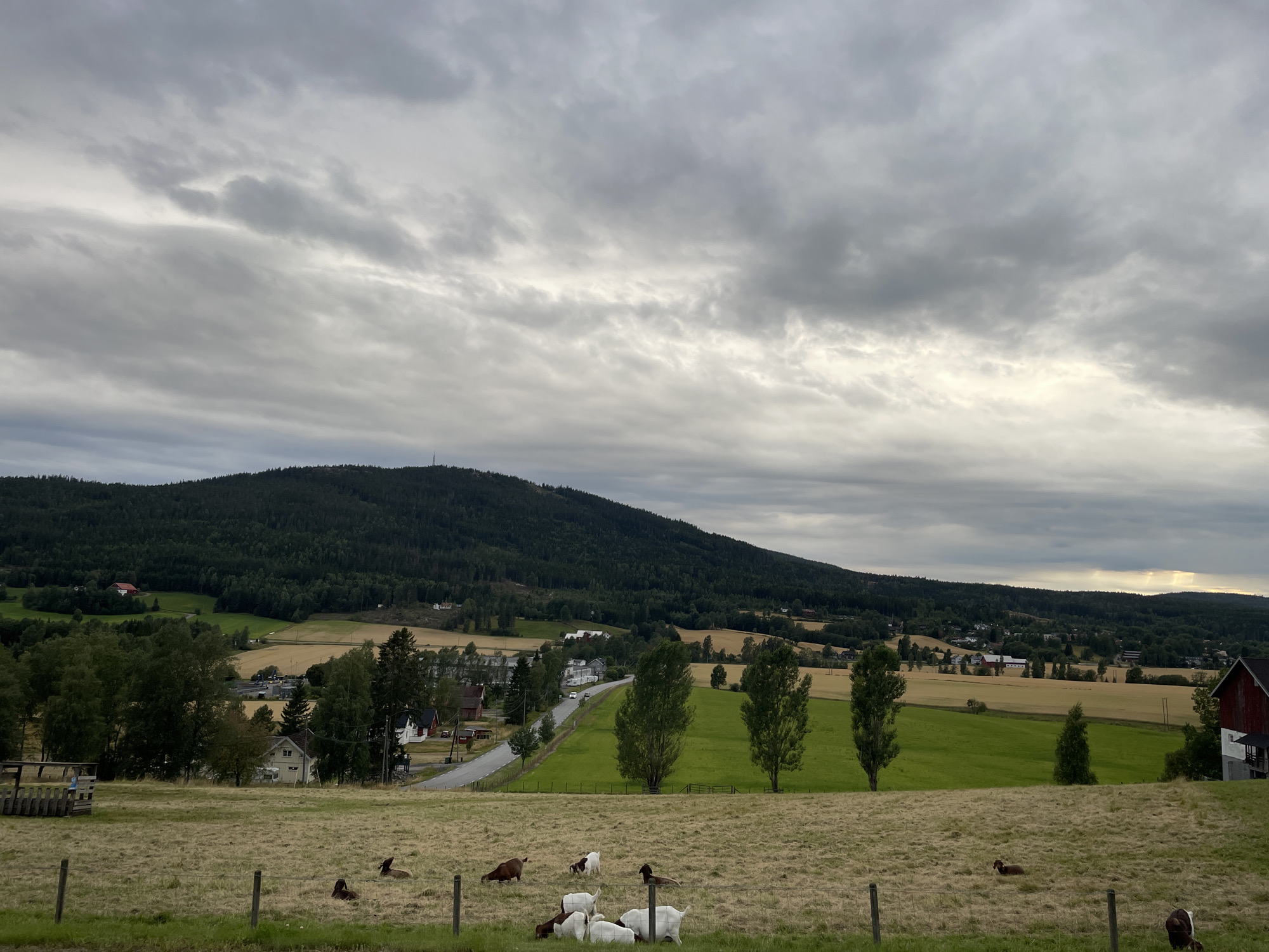 This image captures a pastoral scene in Åneby, Norway. The foreground features a dry, grassy field with several goats scattered across it, some standing and some lying down. A wire fence runs horizontally across the field, demarcating the area. In the mid-ground, a road winds through a landscape dotted with houses and trees, bordered by bright green fields and golden agricultural land. Tall, slender trees stand in a line in the middle ground. Further in the background, a densely wooded hillside rises, topped by a cloudy, overcast sky. A single red building with white trim is visible on the far right edge of the image.