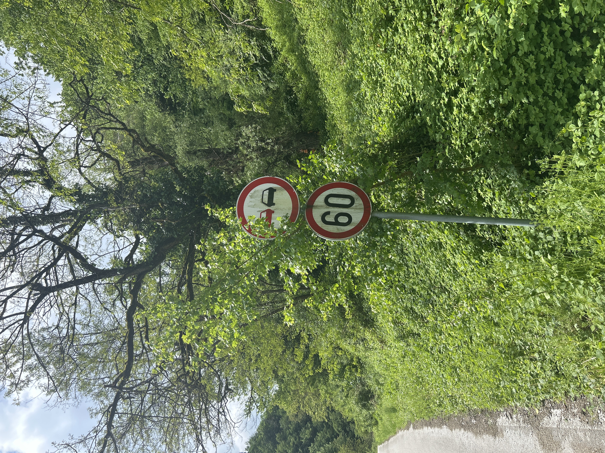 The image captures a roadside scene in an unknown location. Two circular road signs are mounted on a pole. The sign on the left depicts a fuel pump crossed out, indicating a prohibition of dispensing fuel. The sign on the right displays "60", indicating a speed limit of 60 km/h. The background is densely vegetated with green foliage and trees. A glimpse of the sky is visible behind the trees. A narrow asphalt road is partially visible in the lower right corner.